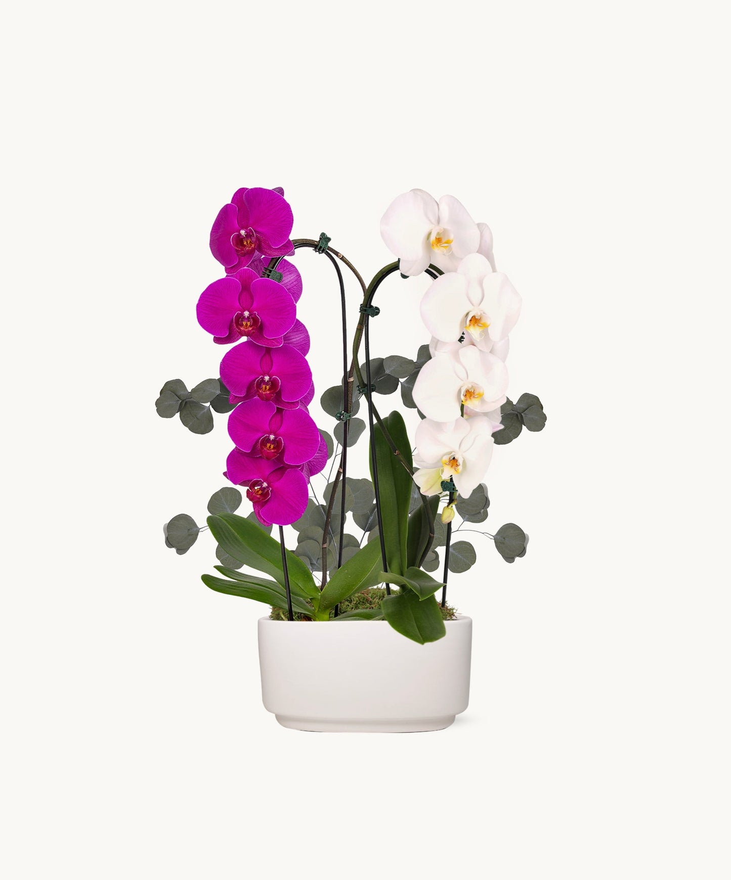 NYBG Perfect Harmony Orchid