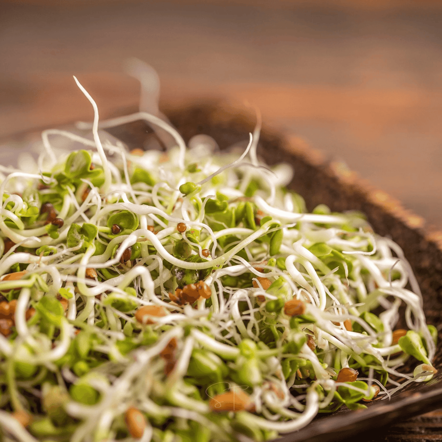 5 Part Salad Mix Sprout ā 1,000 Seeds