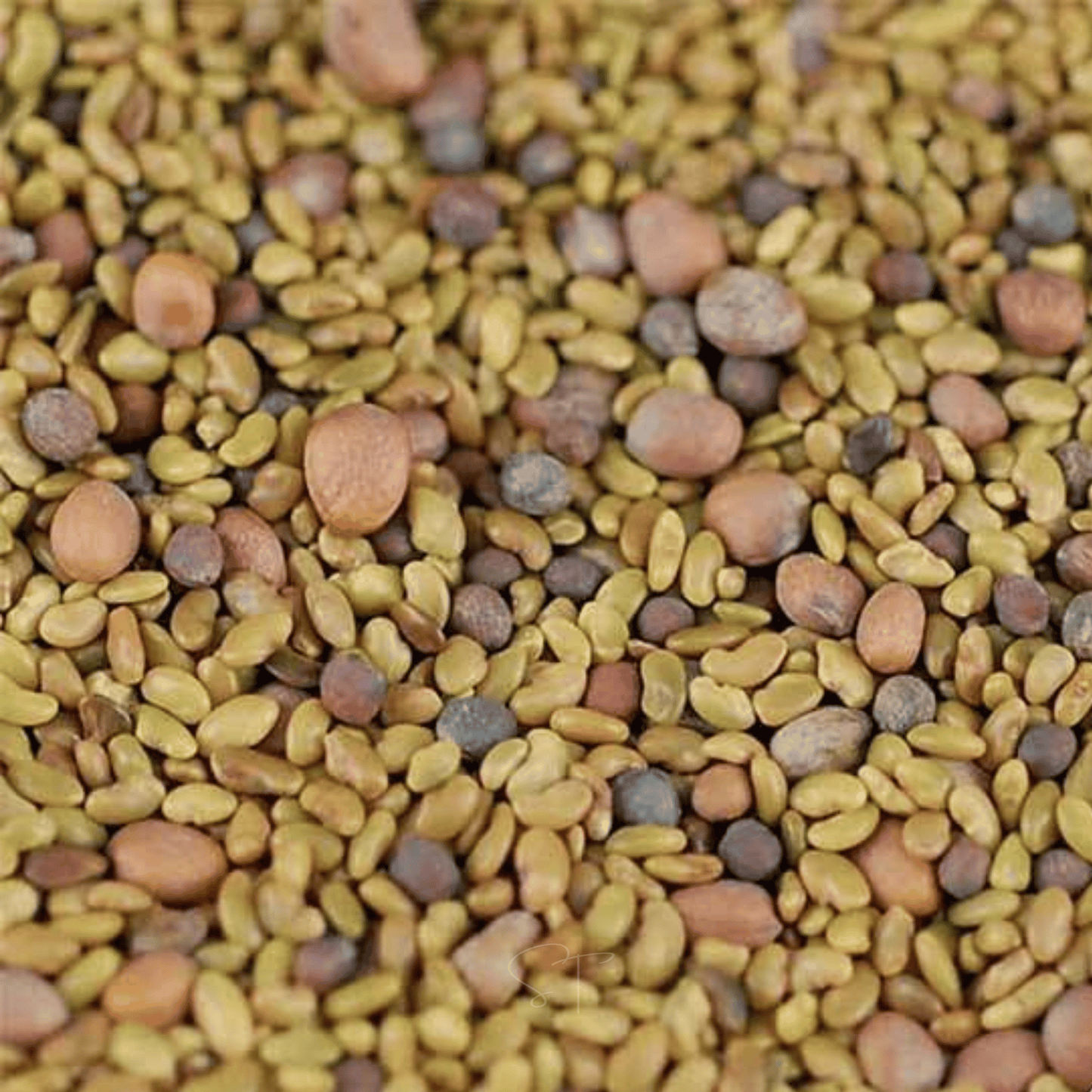 5 Part Salad Mix Sprout ā 1,000 Seeds