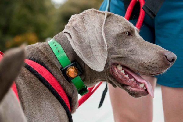 Guardian Collar Mount LED Safety Light – Waterproof, Impact-Resistant, Omnidirectional Signal for Dog Collars | Adventure Lights