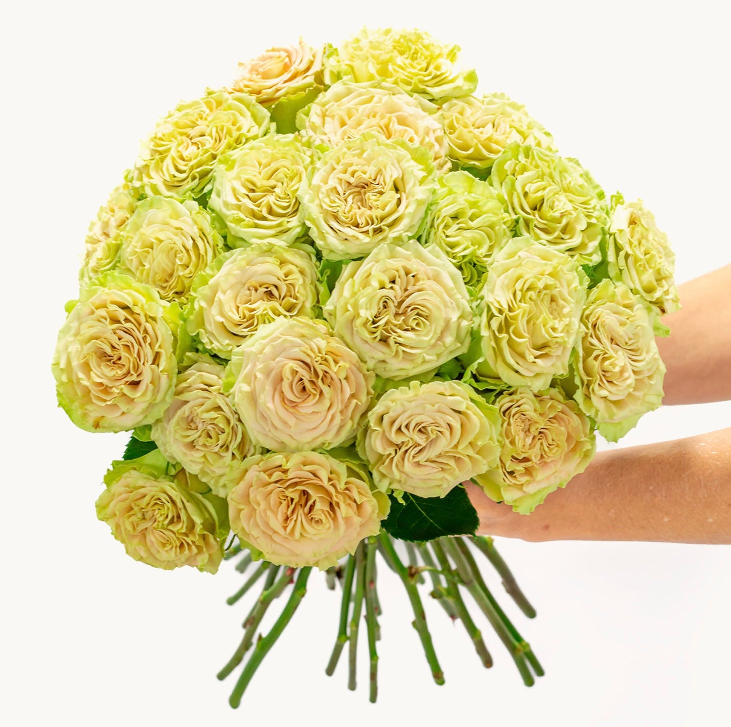 Radiant Glow Roses