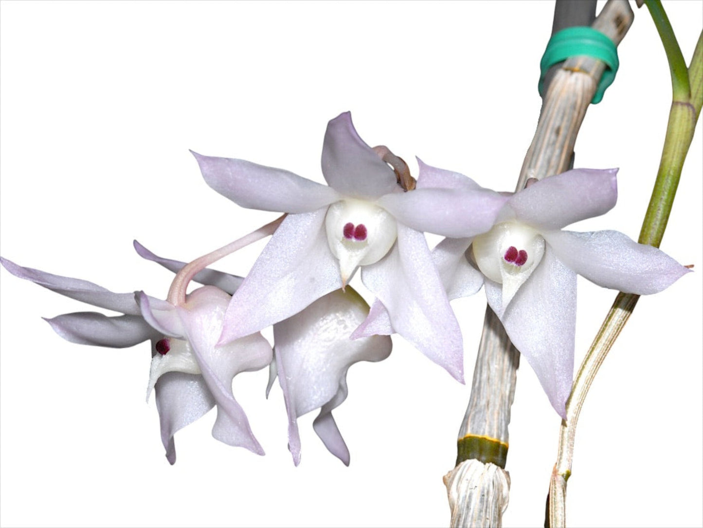 Dendrobium aduncum