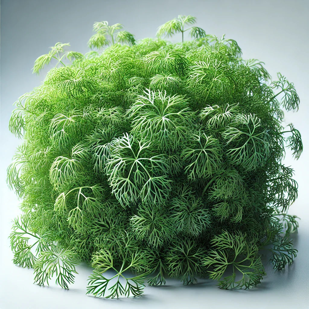Dill