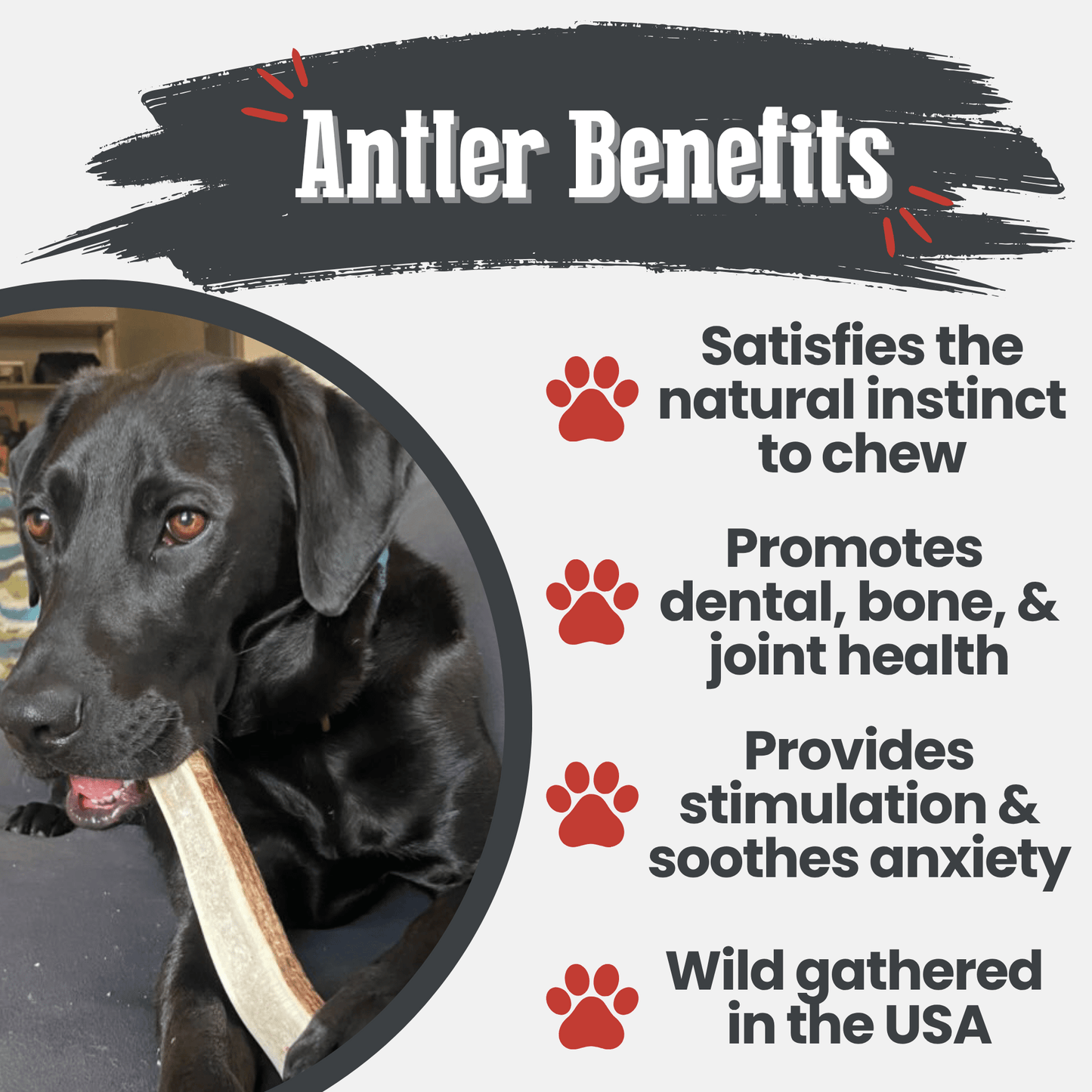 Elk Antler Dog Chews | All-Natural Whole and Split Elk Antler Chews for Dogs