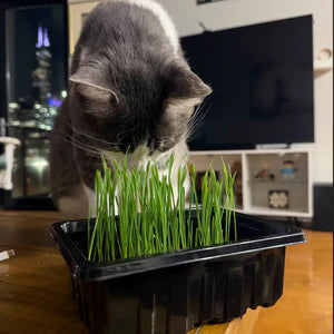 Grab & Grow Kit
