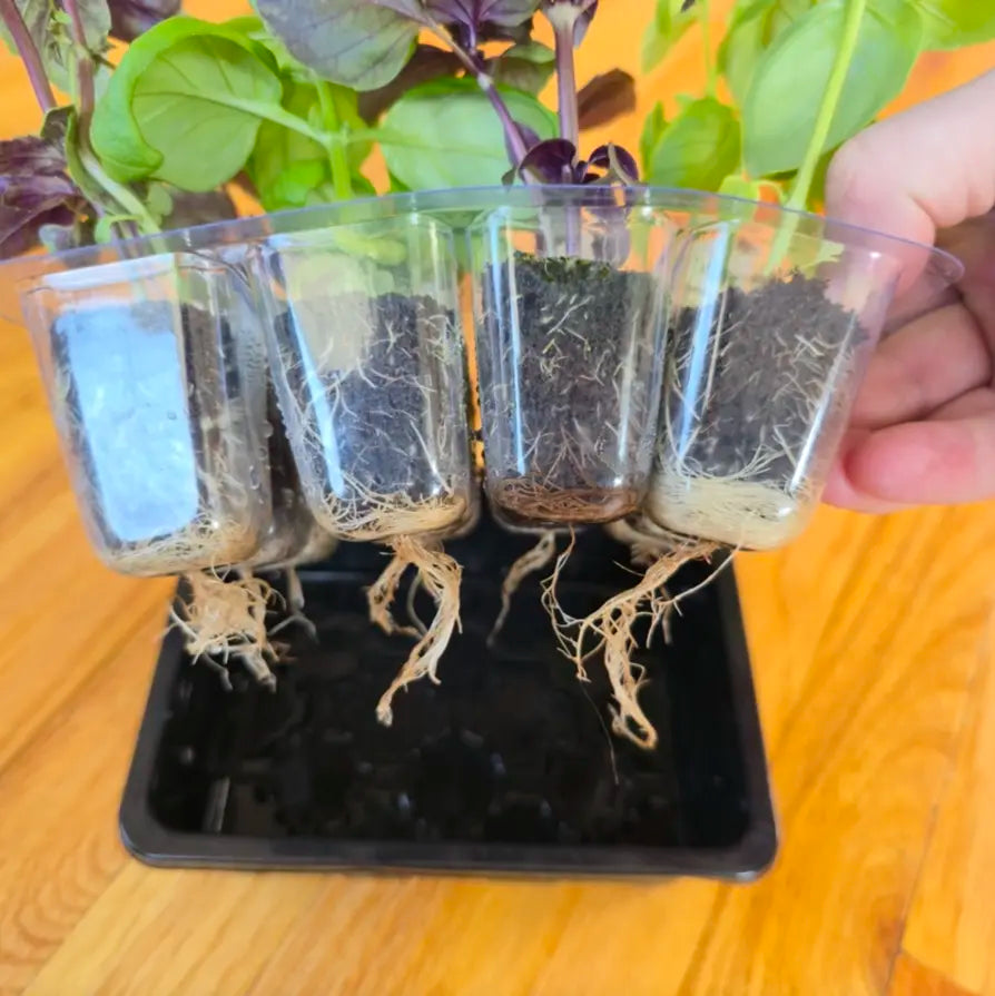 Grab & Grow Kit
