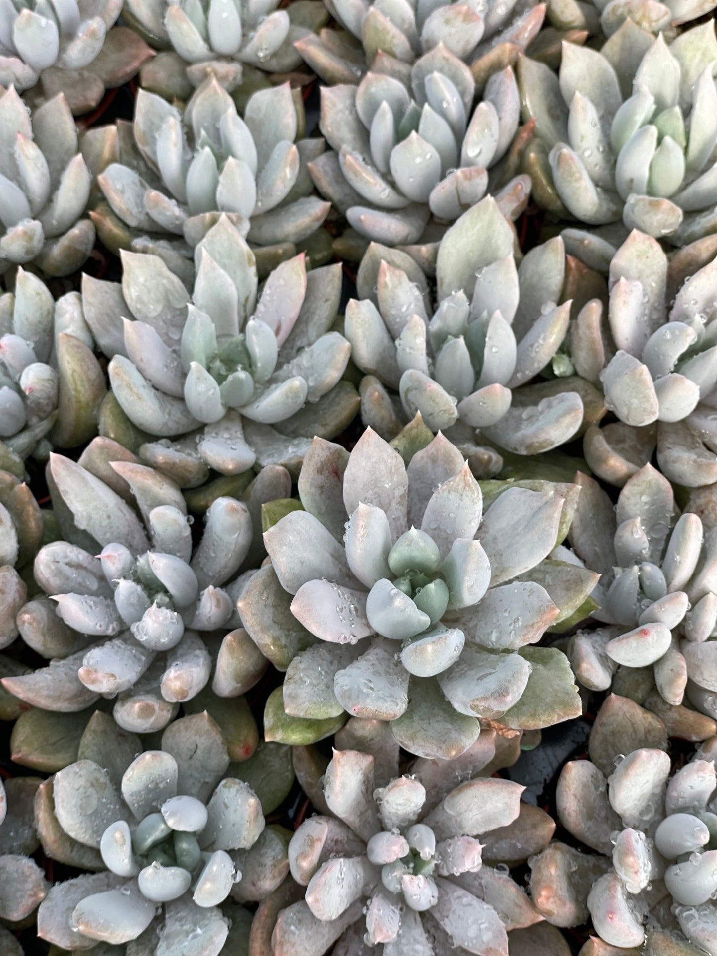 Echeveria Machette - Tray of 40