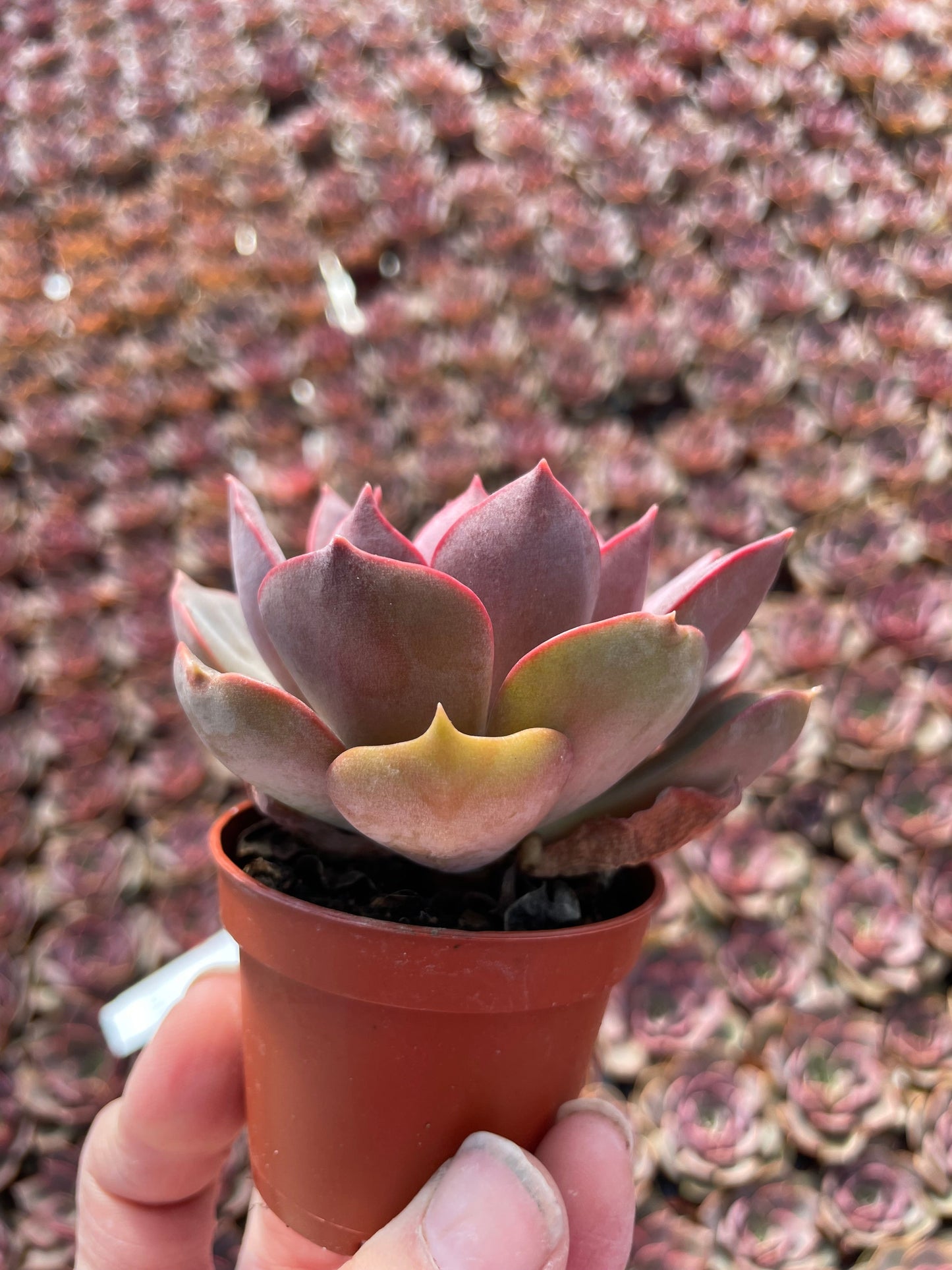 Echeveria Nina - Tray of 40