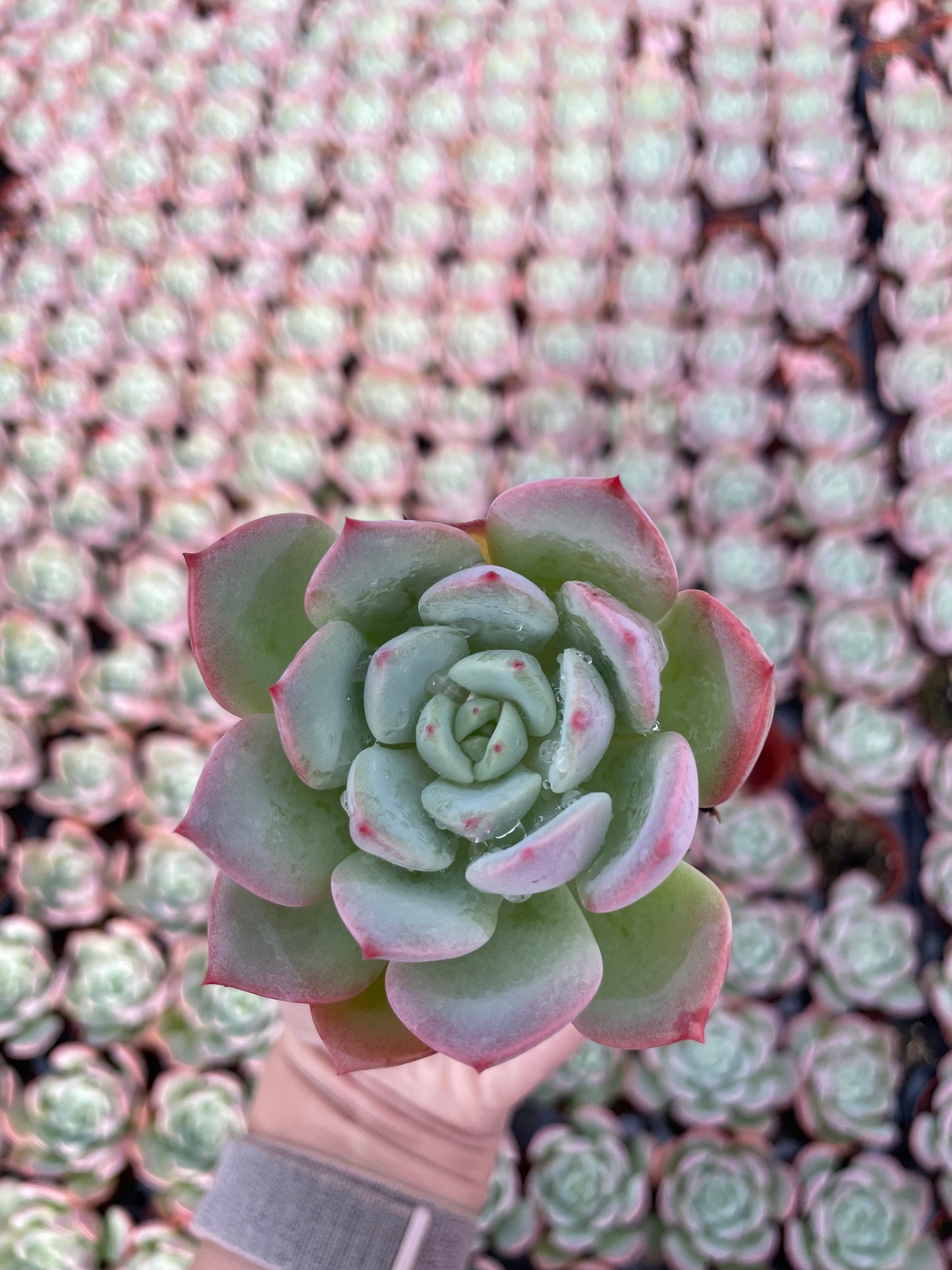 Echeveria Agavoides Salmon - Tray of 40
