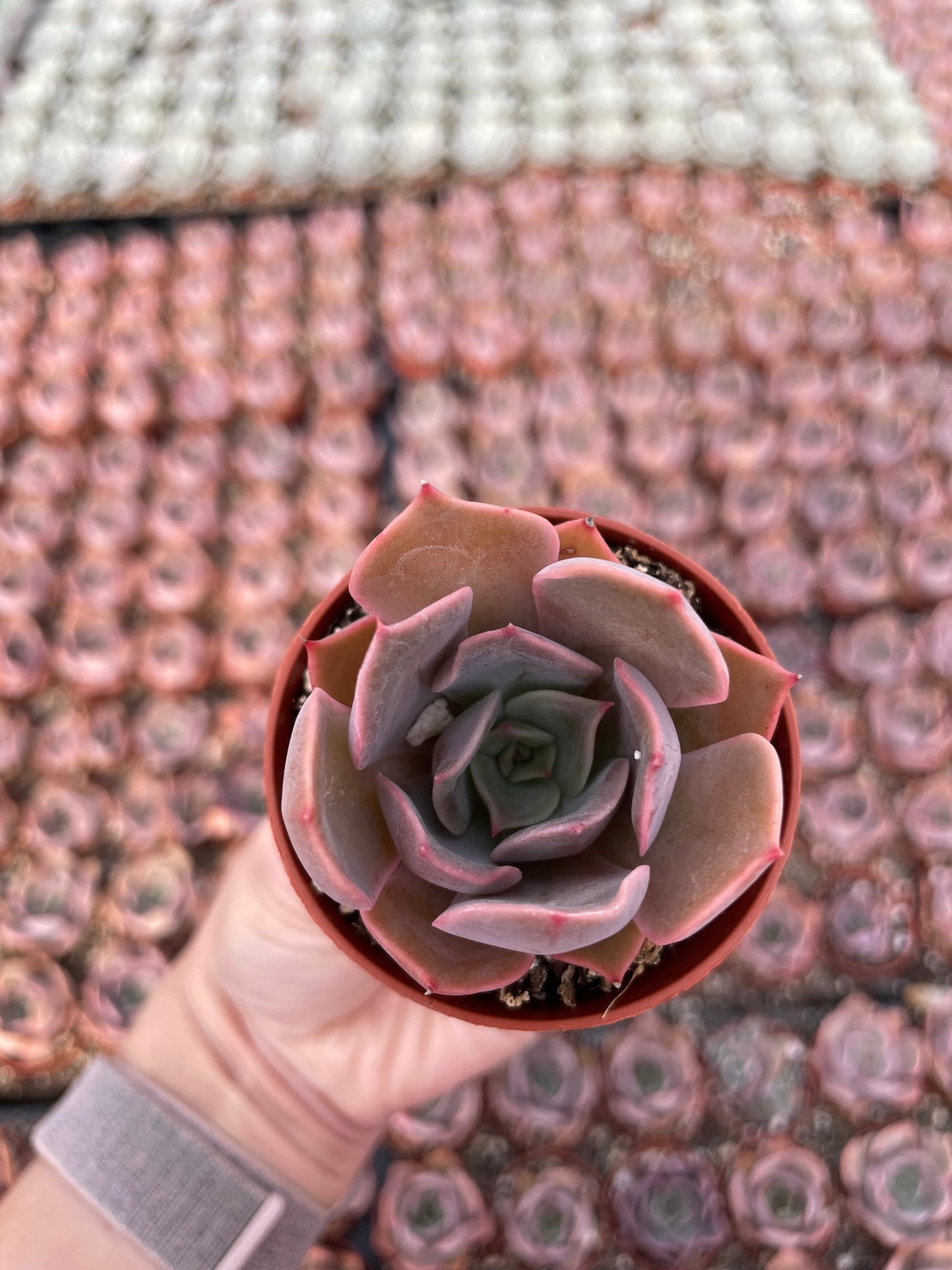 Echeveria Pink Costa - Tray of 40