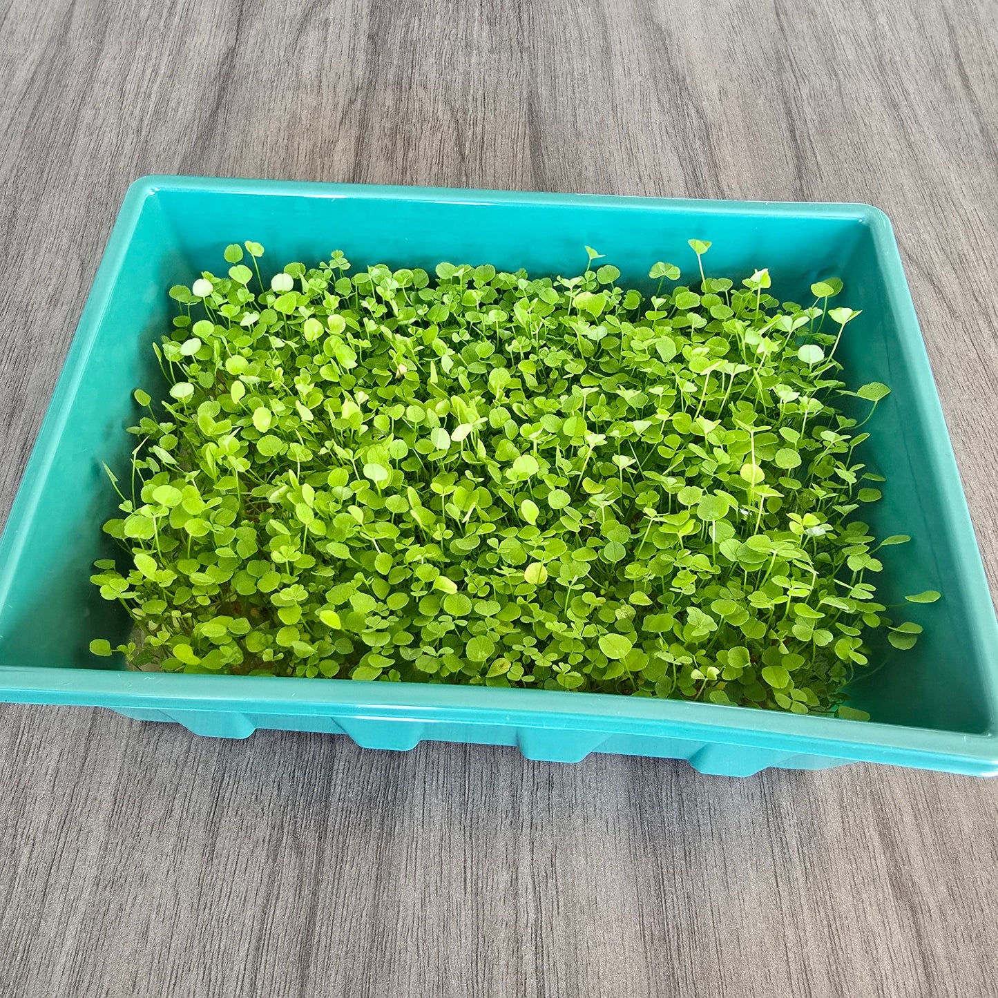Microgreens Nursery