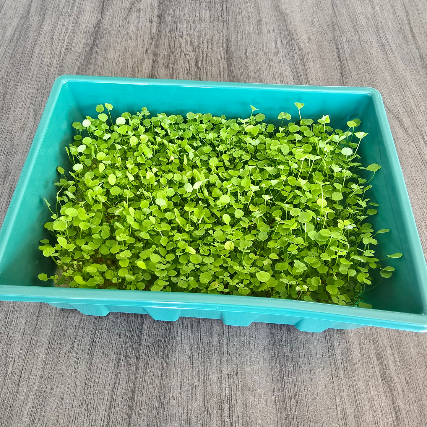 Clover