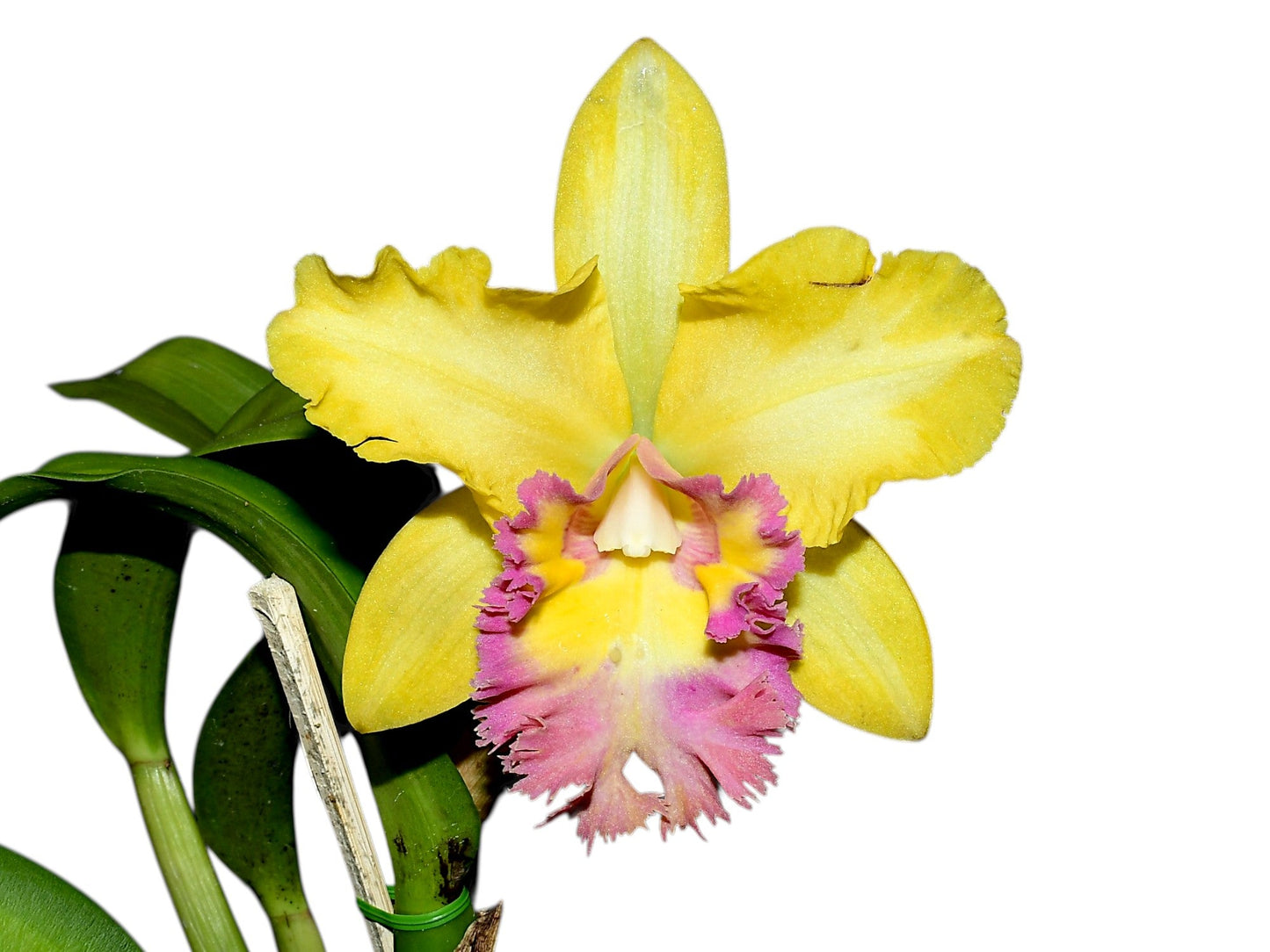 Rhyncholaeliocattleya Young Kong ' Sun 16' M169