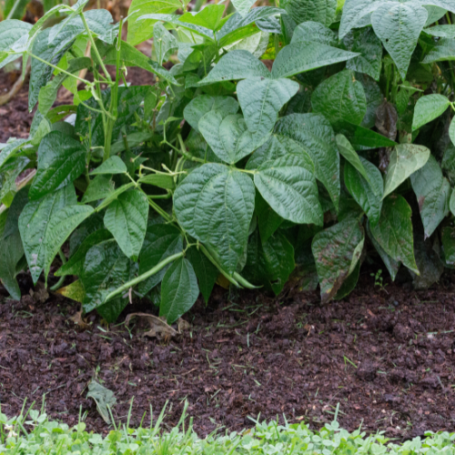 Contender Bush Bean Seeds