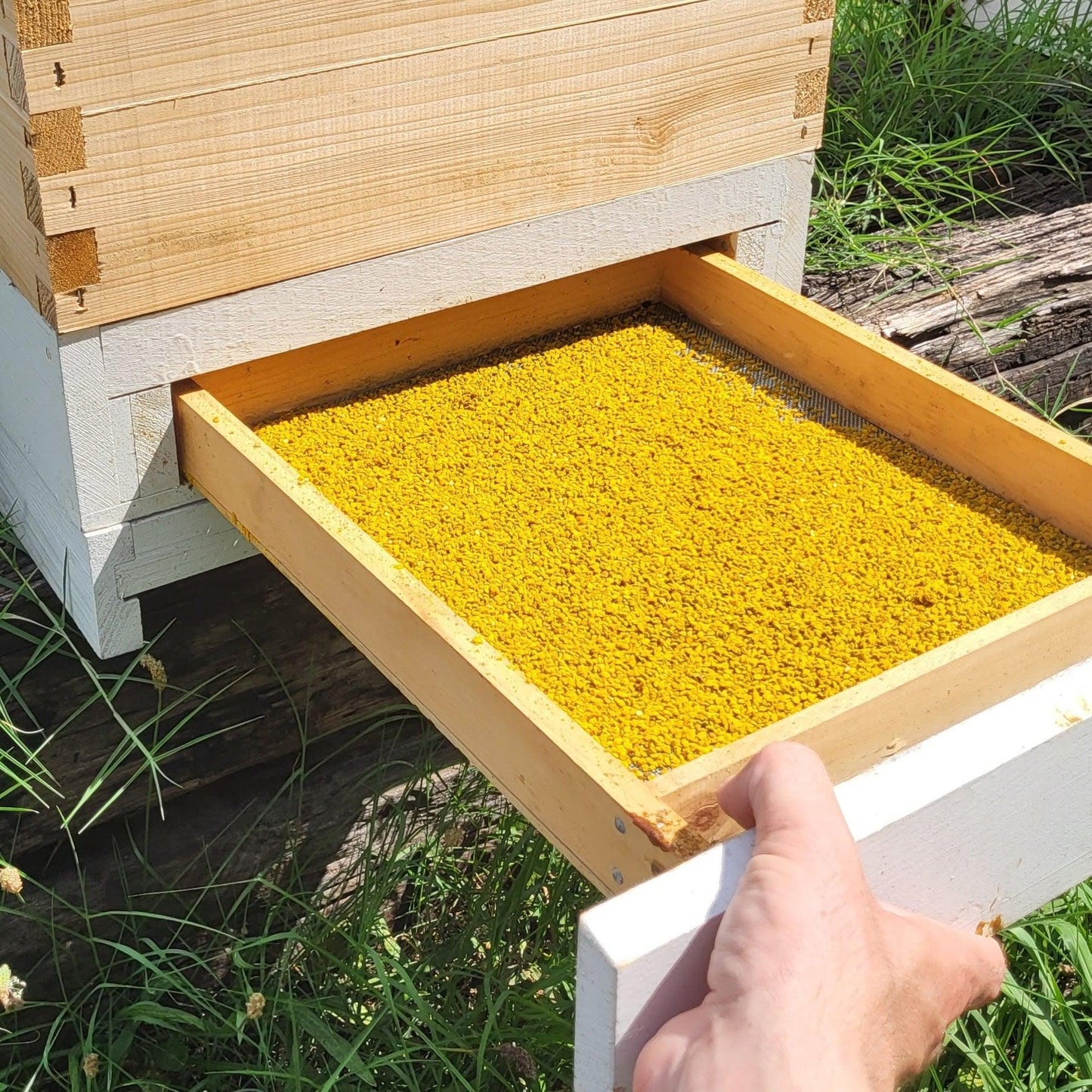 Sundance Pollen Traps