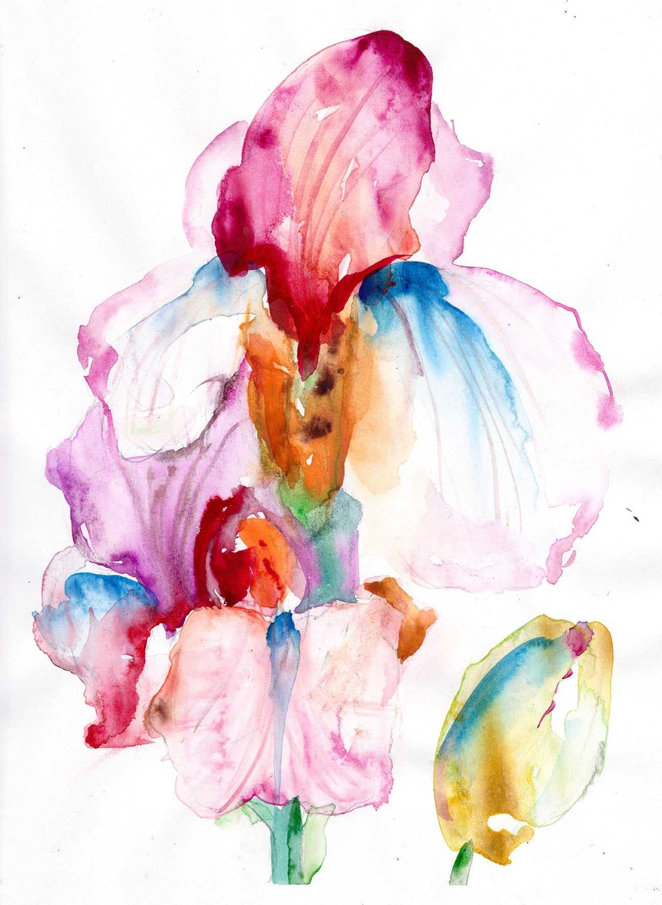 Unicorn Iris – Fine Art Print