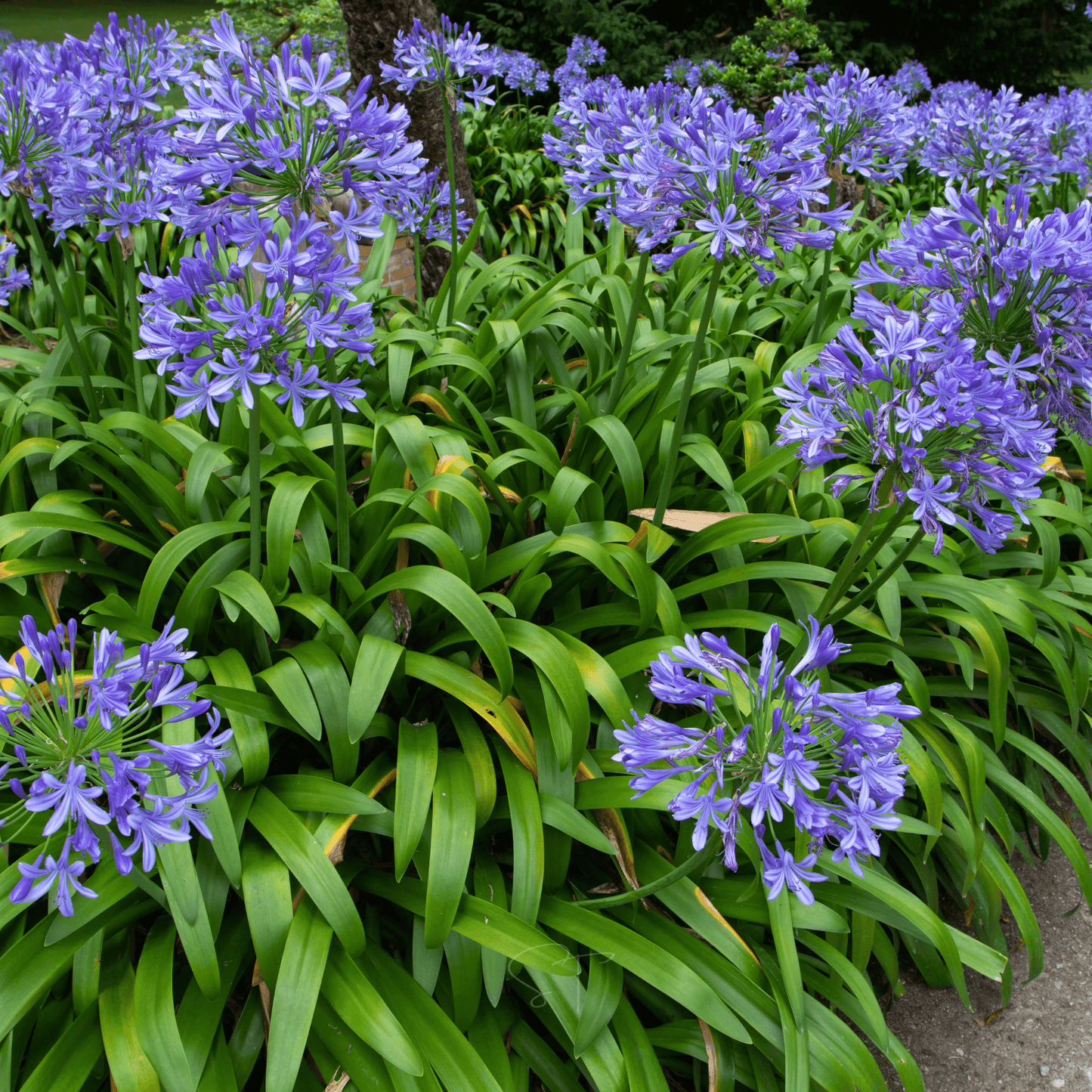 African Lily ā 25 Seeds