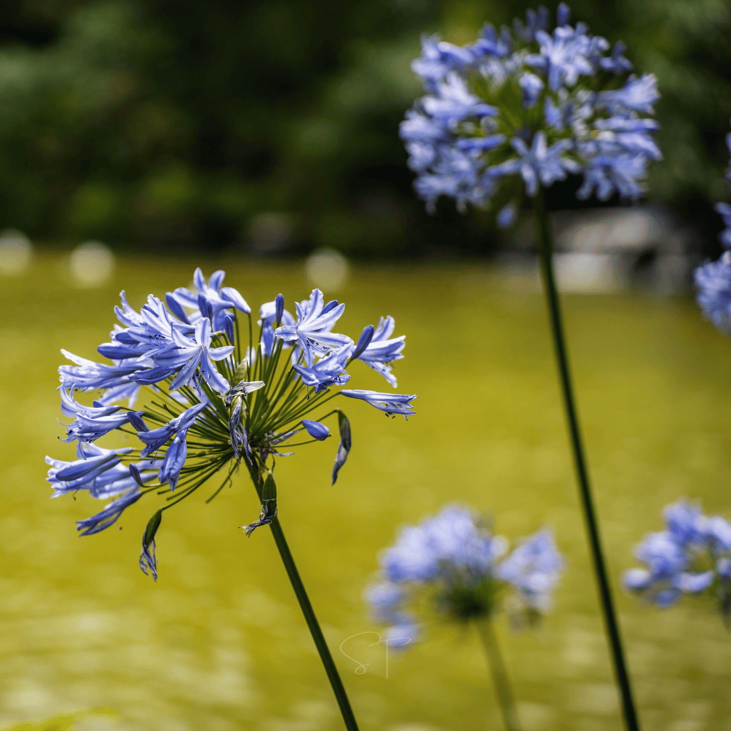African Lily ā 25 Seeds