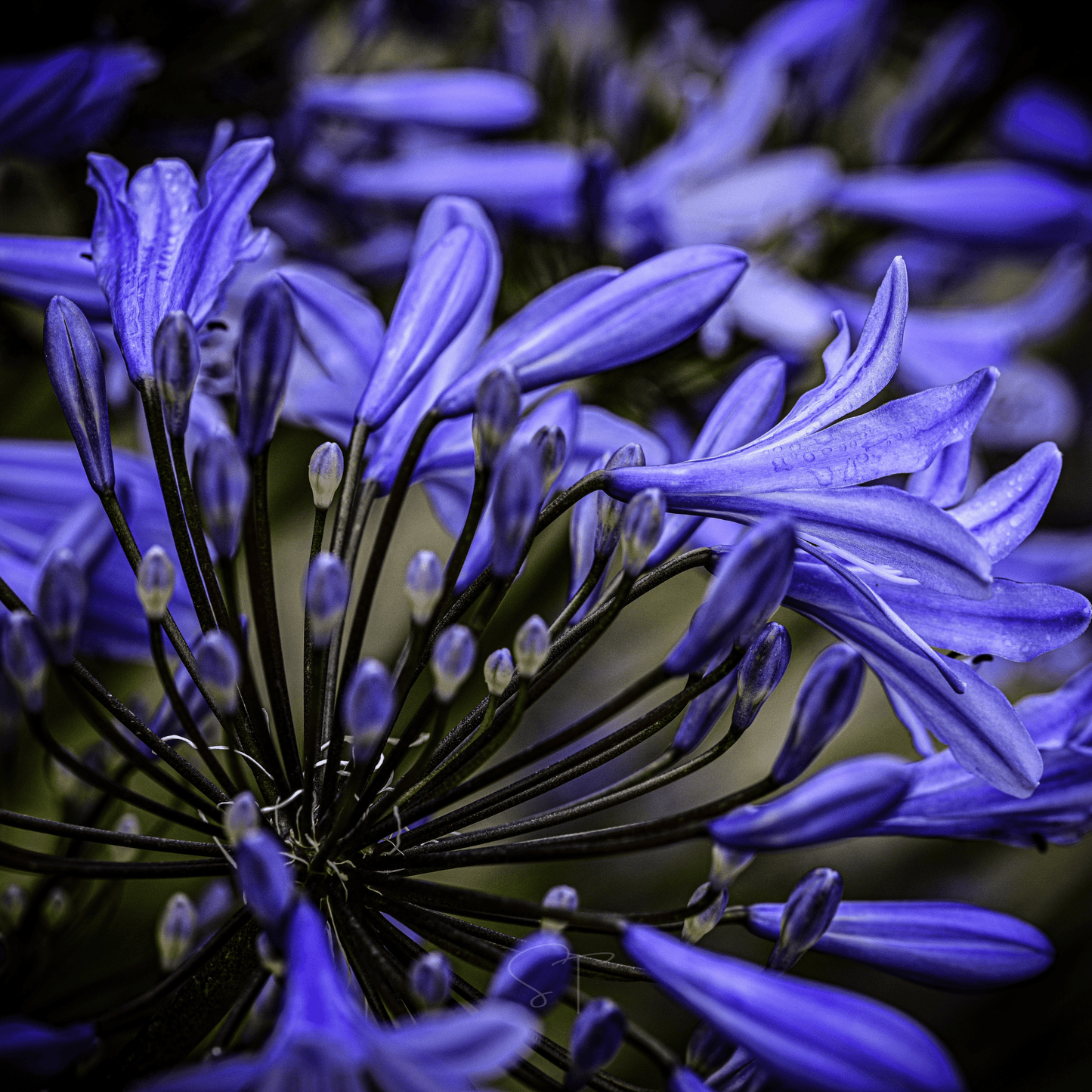 African Lily ā 25 Seeds