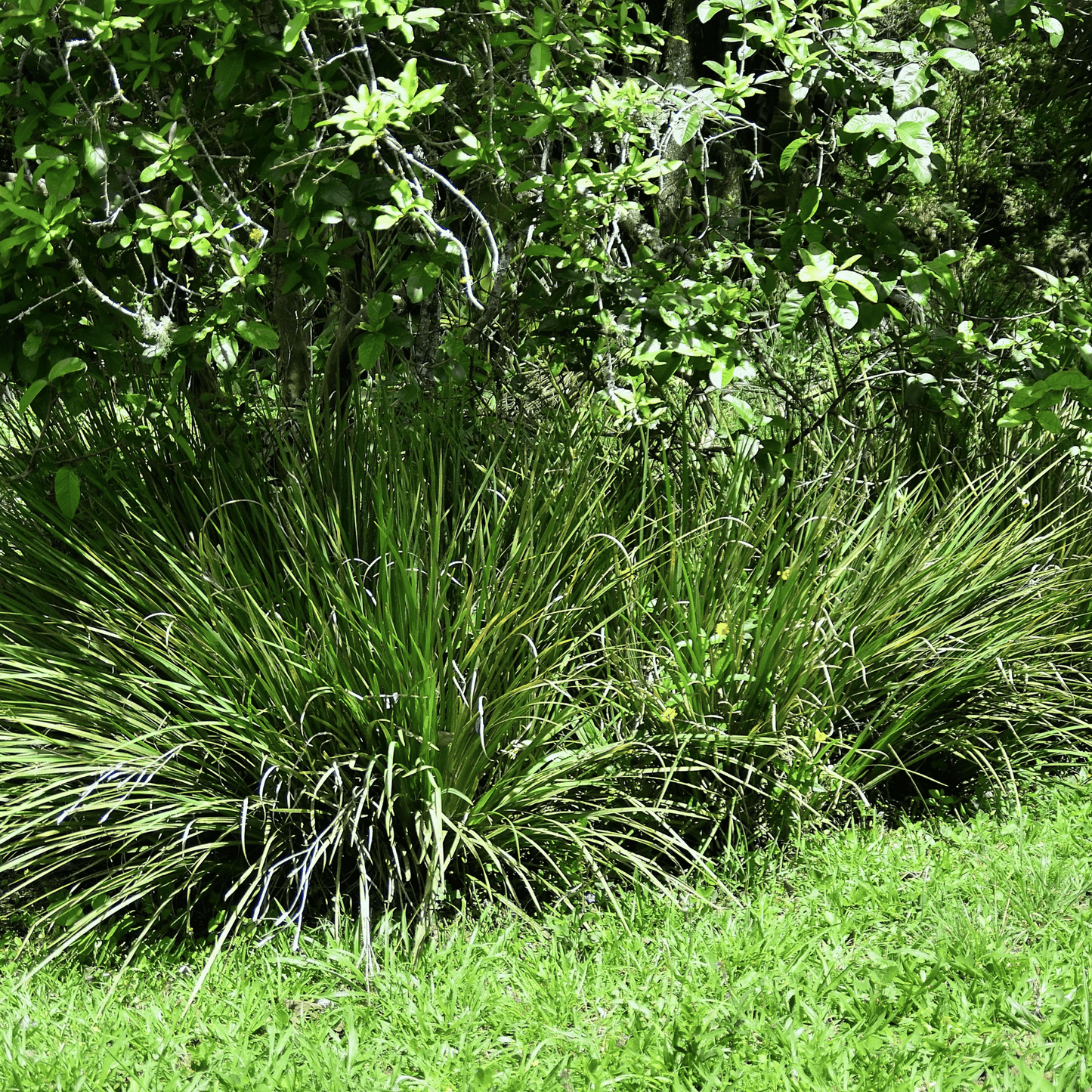 African Lily ā 25 Seeds
