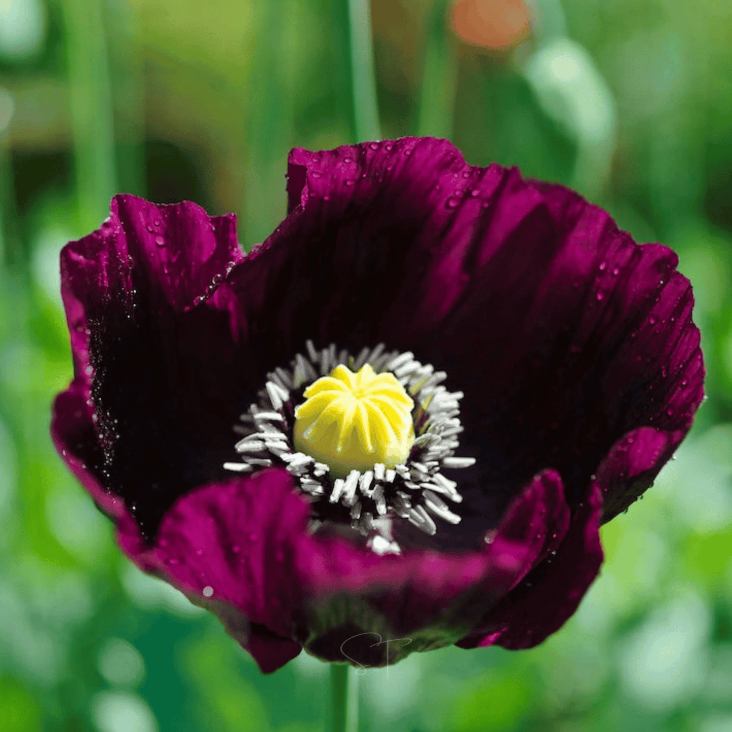 After Midnight Poppy ā 100 Seeds