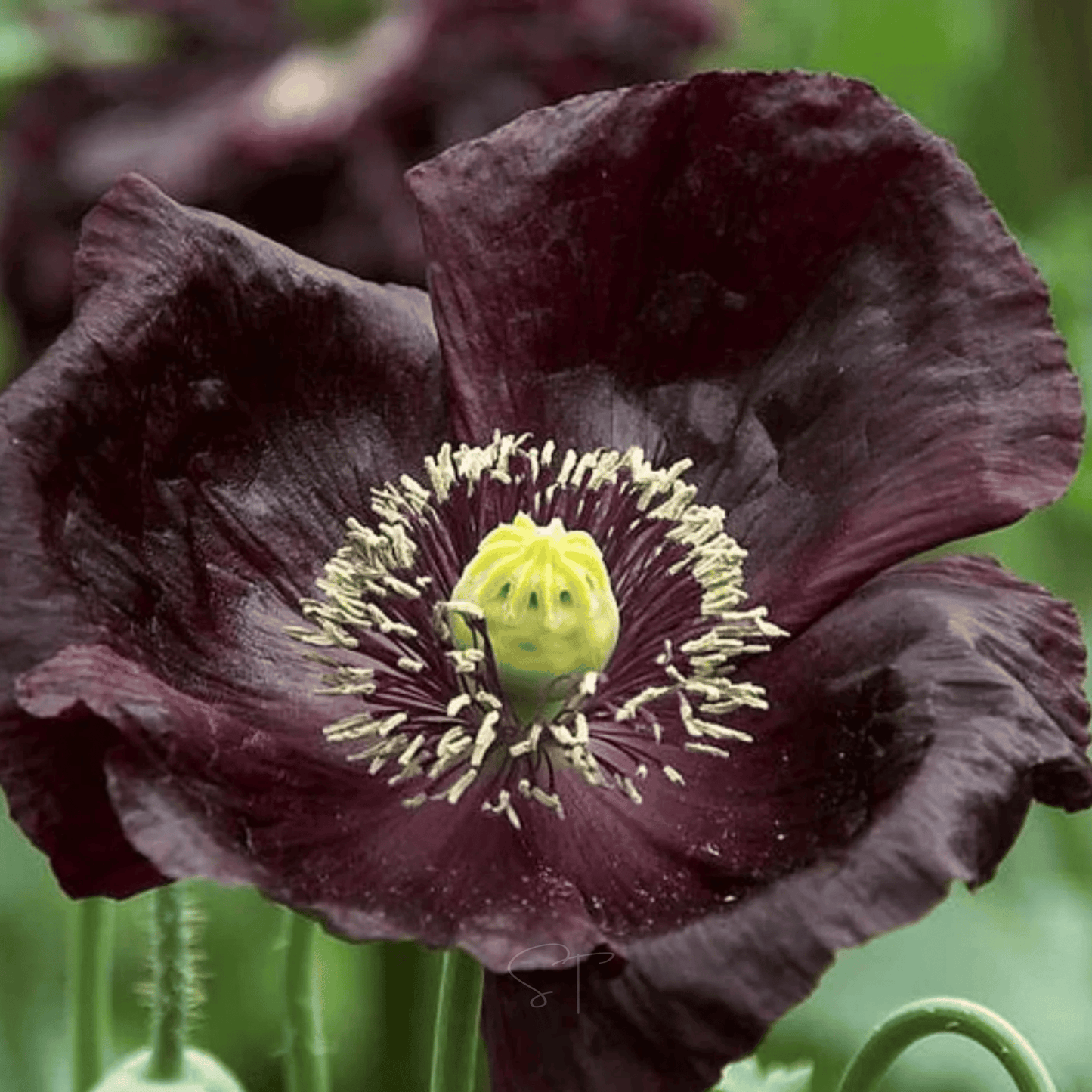 After Midnight Poppy ā 100 Seeds