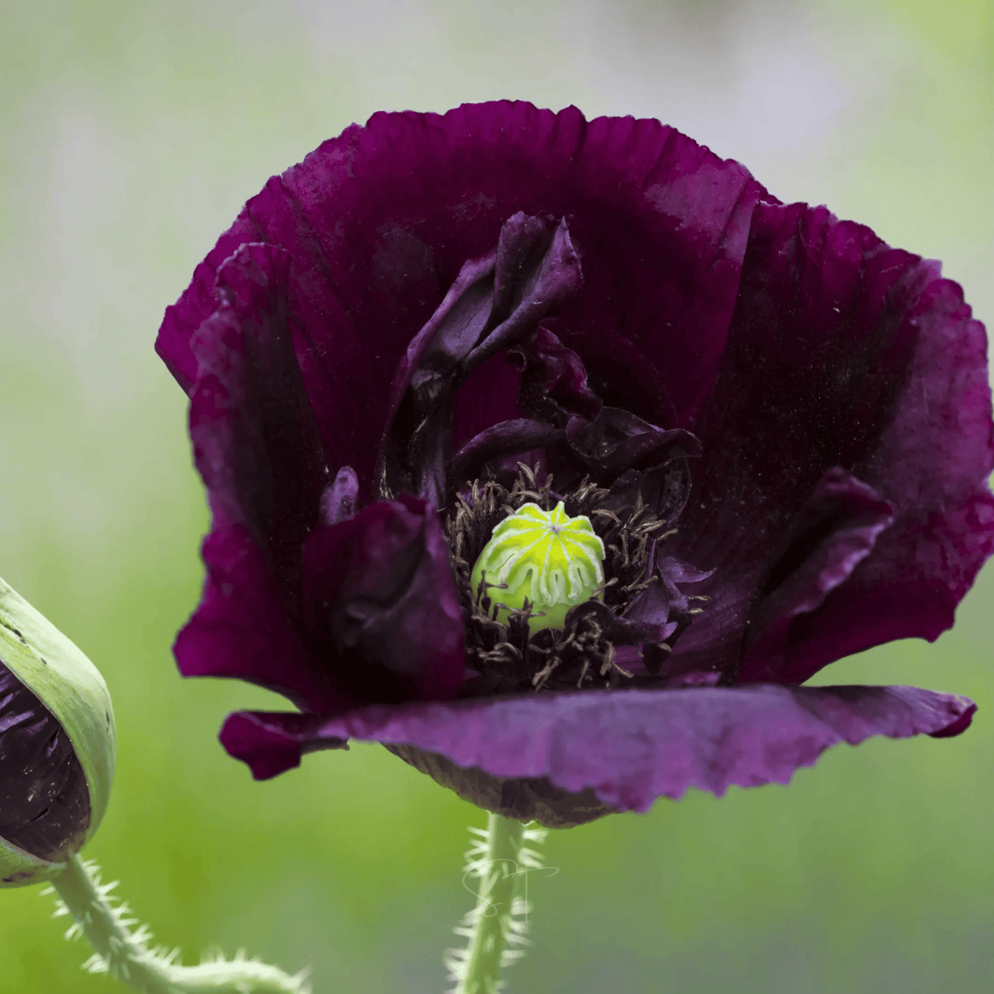 After Midnight Poppy ā 100 Seeds