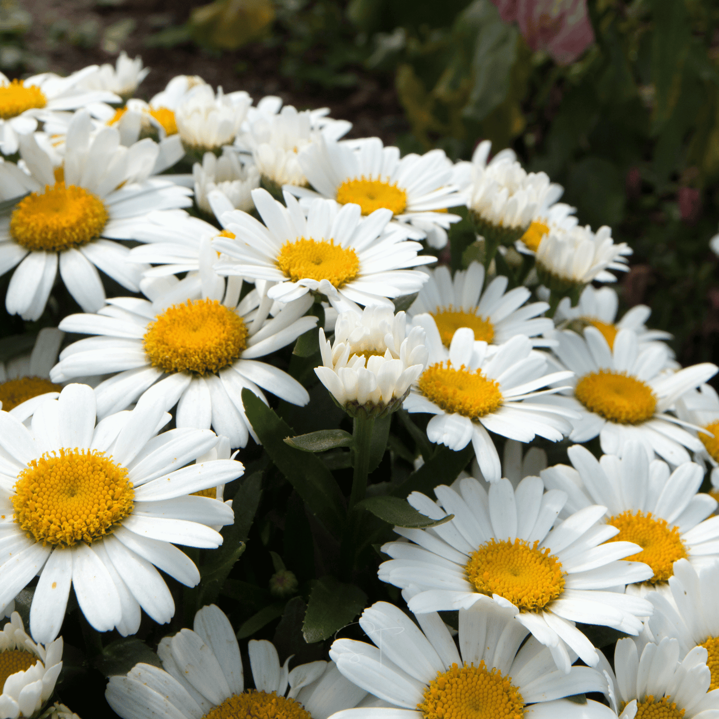 Alaska Shasta Daisy ā 100 Seeds