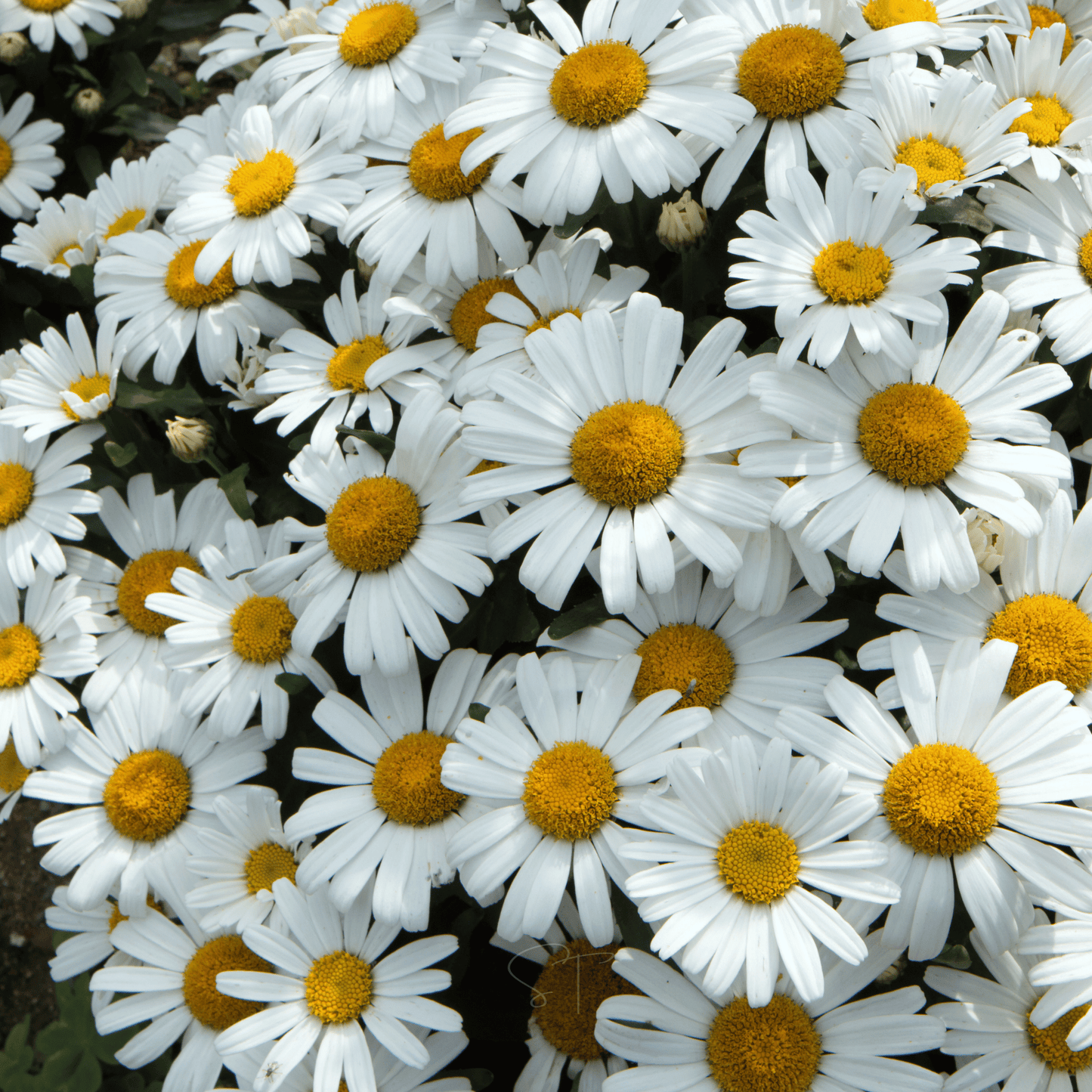 Alaska Shasta Daisy ā 100 Seeds