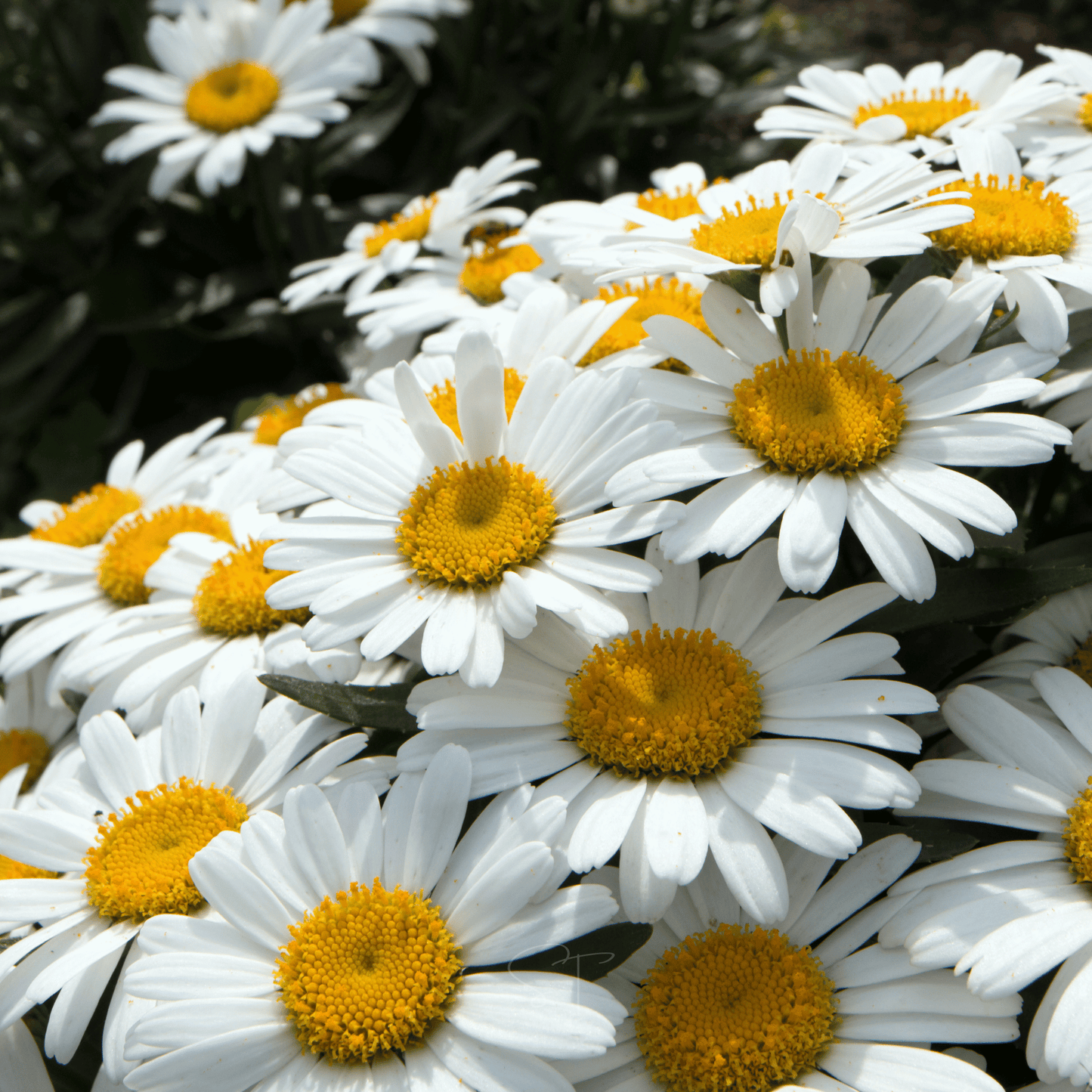 Alaska Shasta Daisy ā 100 Seeds