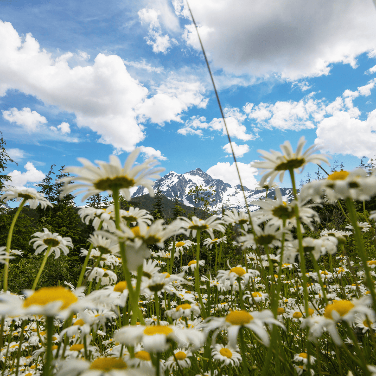 Alaska Shasta Daisy ā 100 Seeds