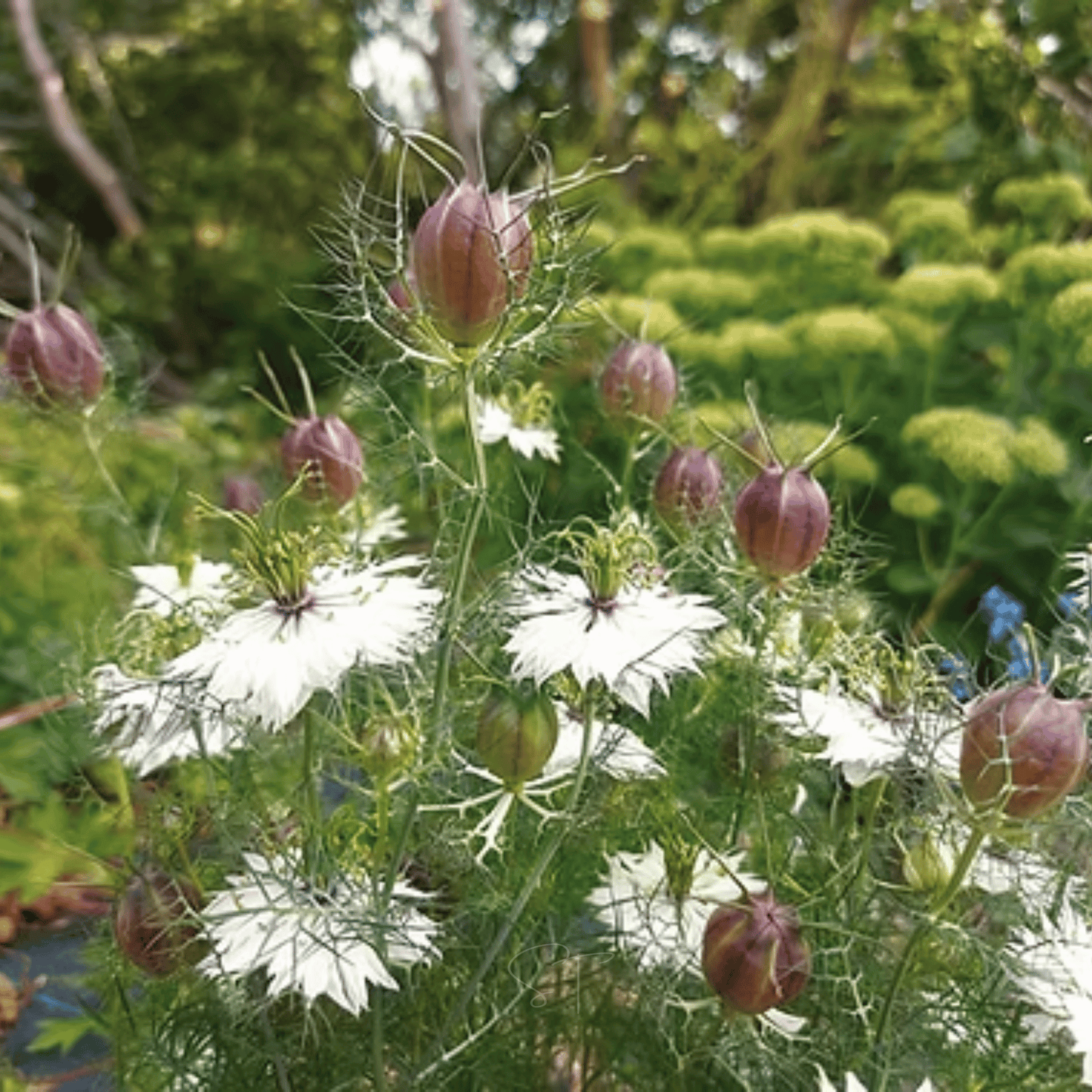 Albion Black Pods Love in a Mist ā 100 Seeds