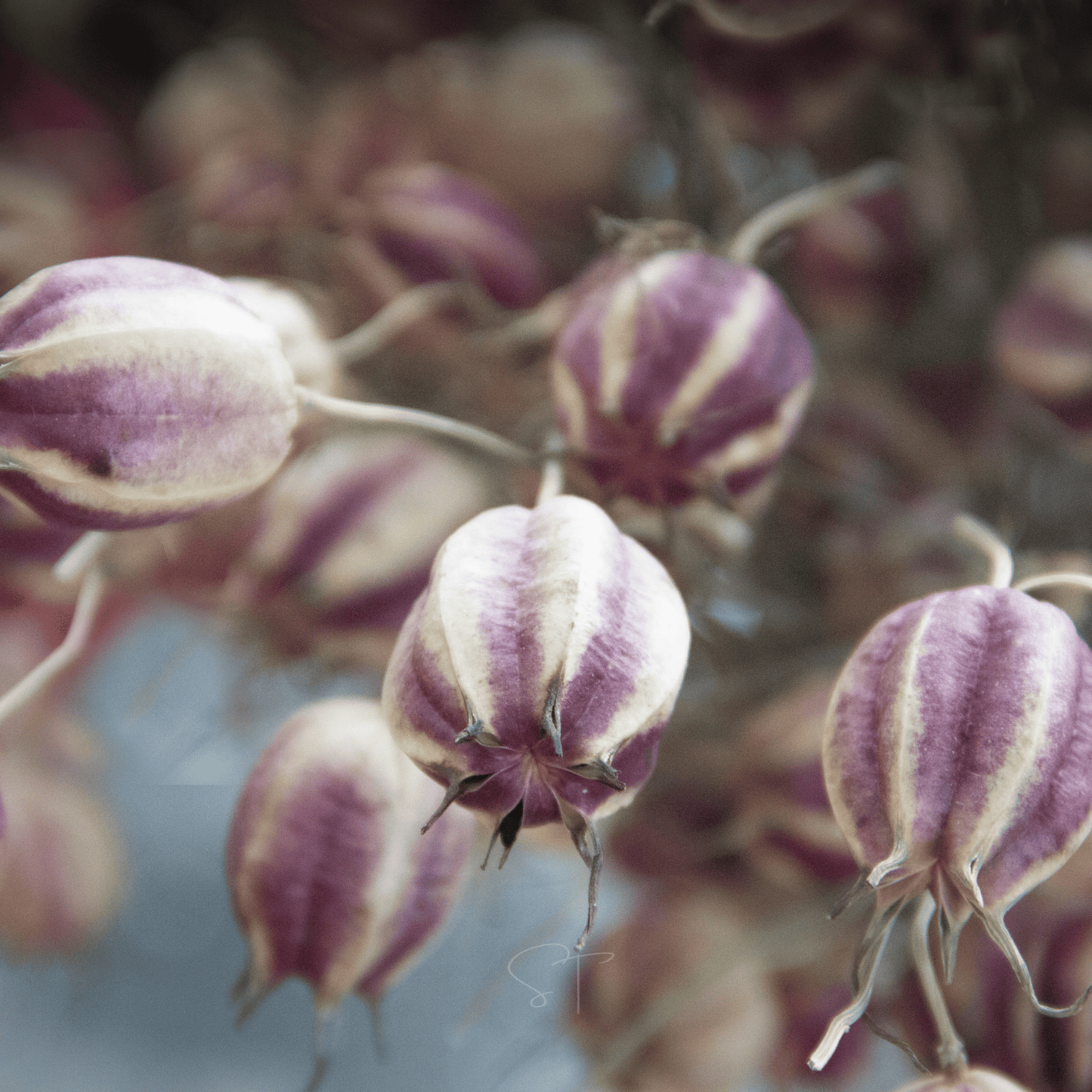 Albion Black Pods Love in a Mist ā 100 Seeds