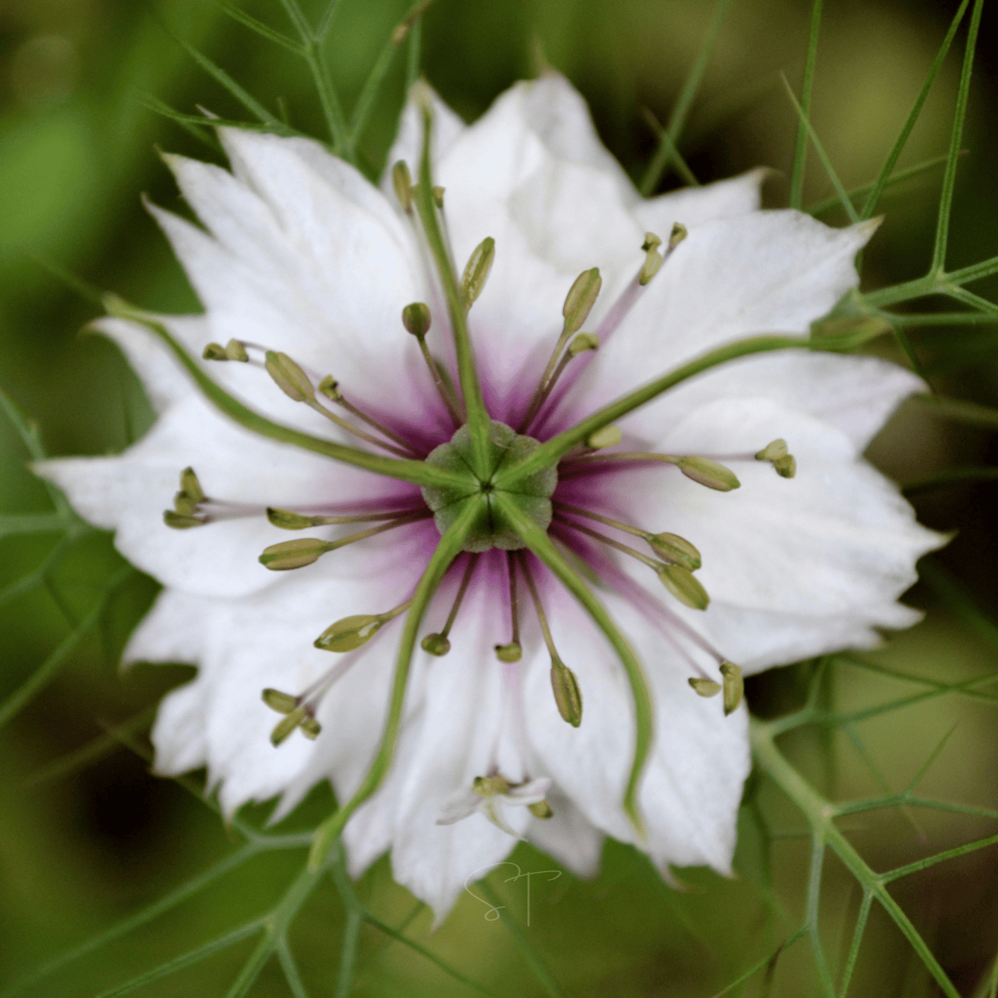 Albion Black Pods Love in a Mist ā 100 Seeds
