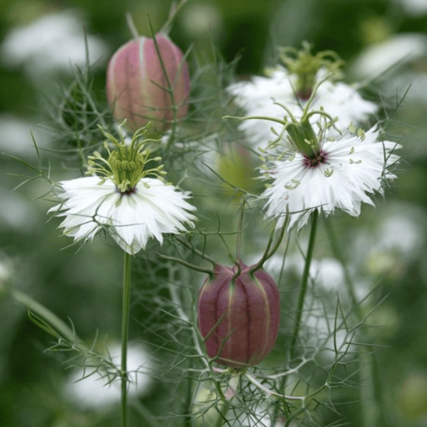 Albion Black Pods Love in a Mist ā 100 Seeds