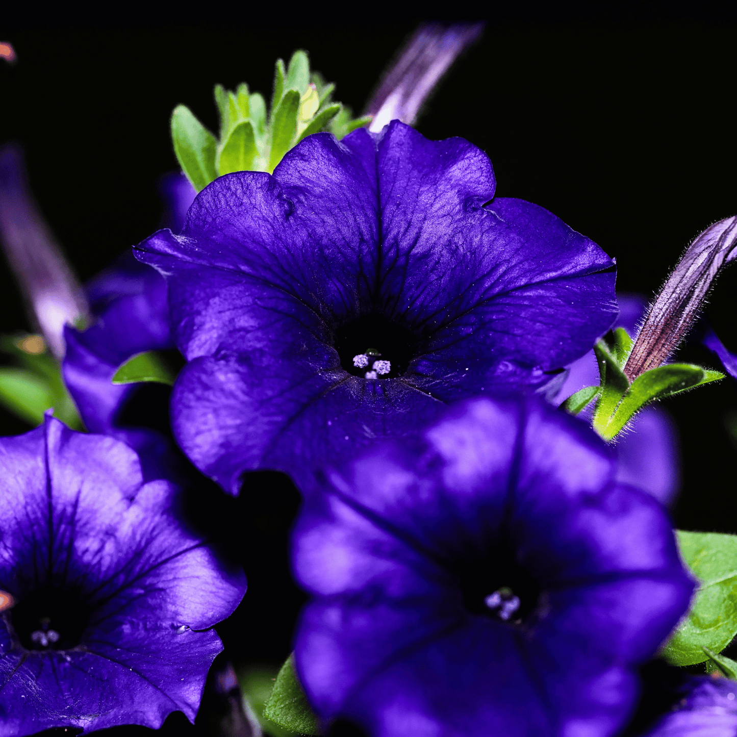 Alderman Blue Petunia ā 100 Seeds