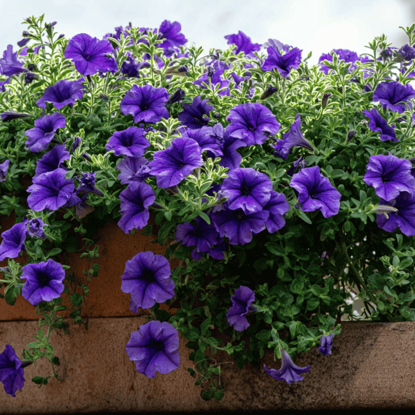 Alderman Blue Petunia ā 100 Seeds