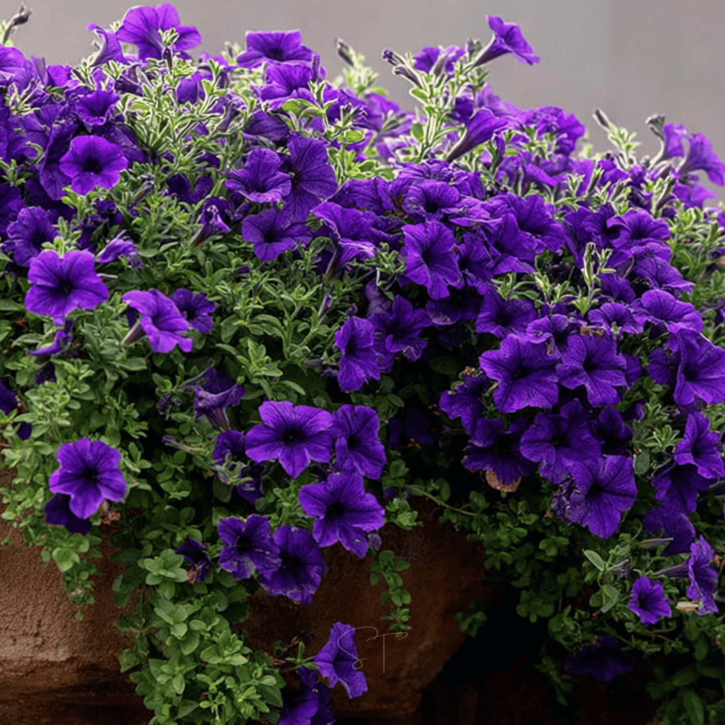 Alderman Blue Petunia ā 100 Seeds