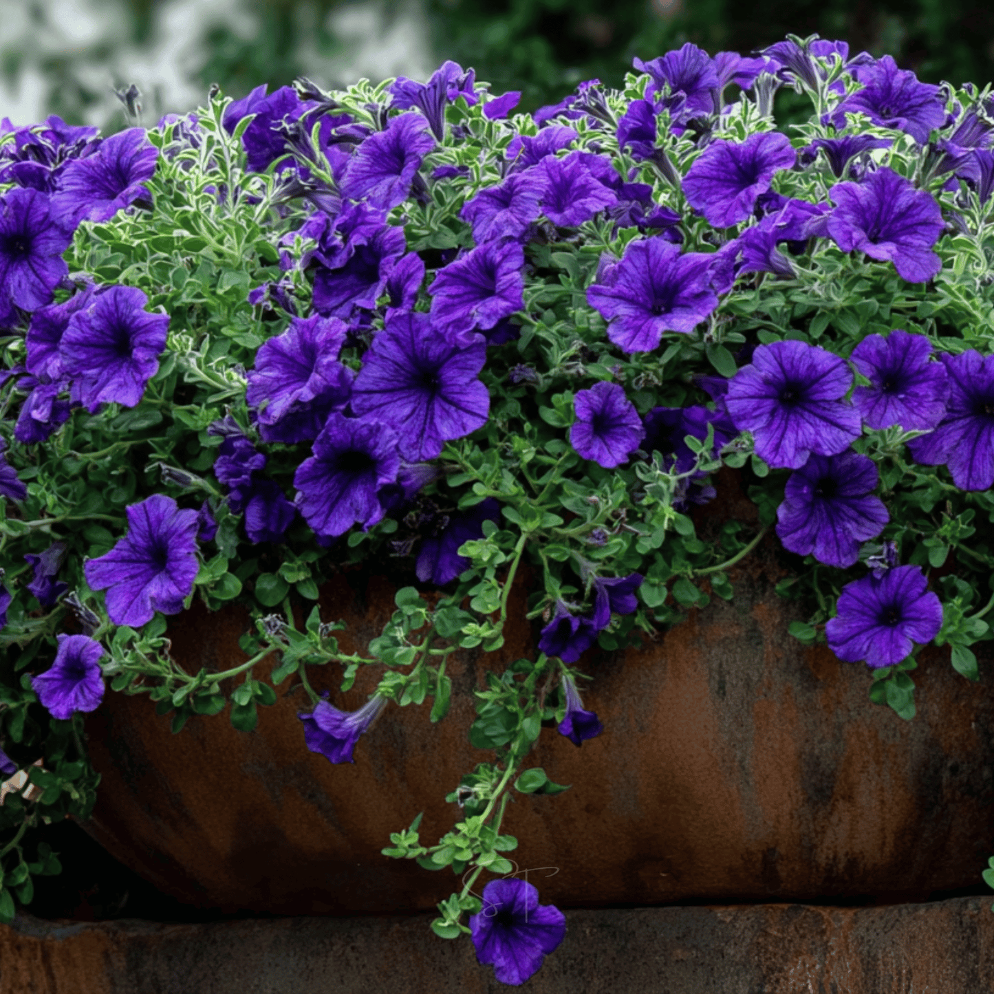 Alderman Blue Petunia ā 100 Seeds
