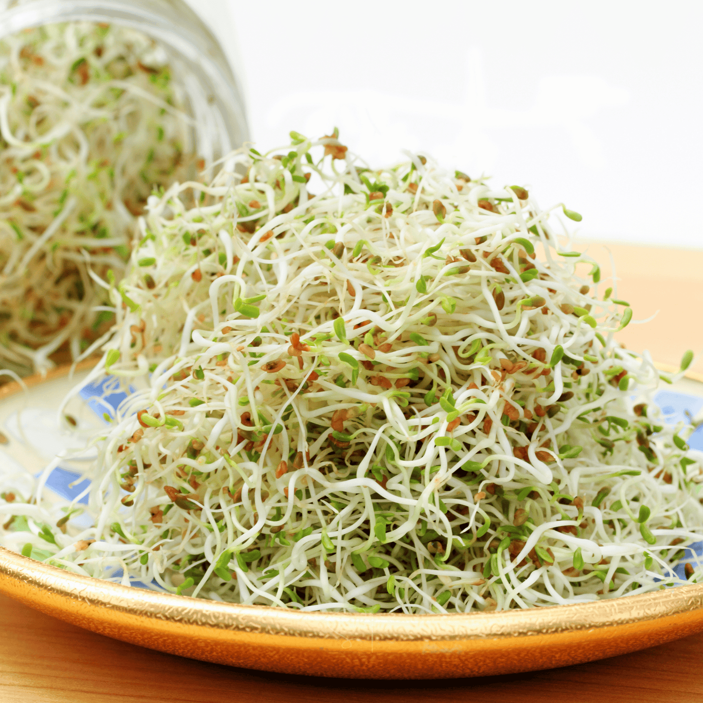 Alfalfa Sprout ā 500 Seeds