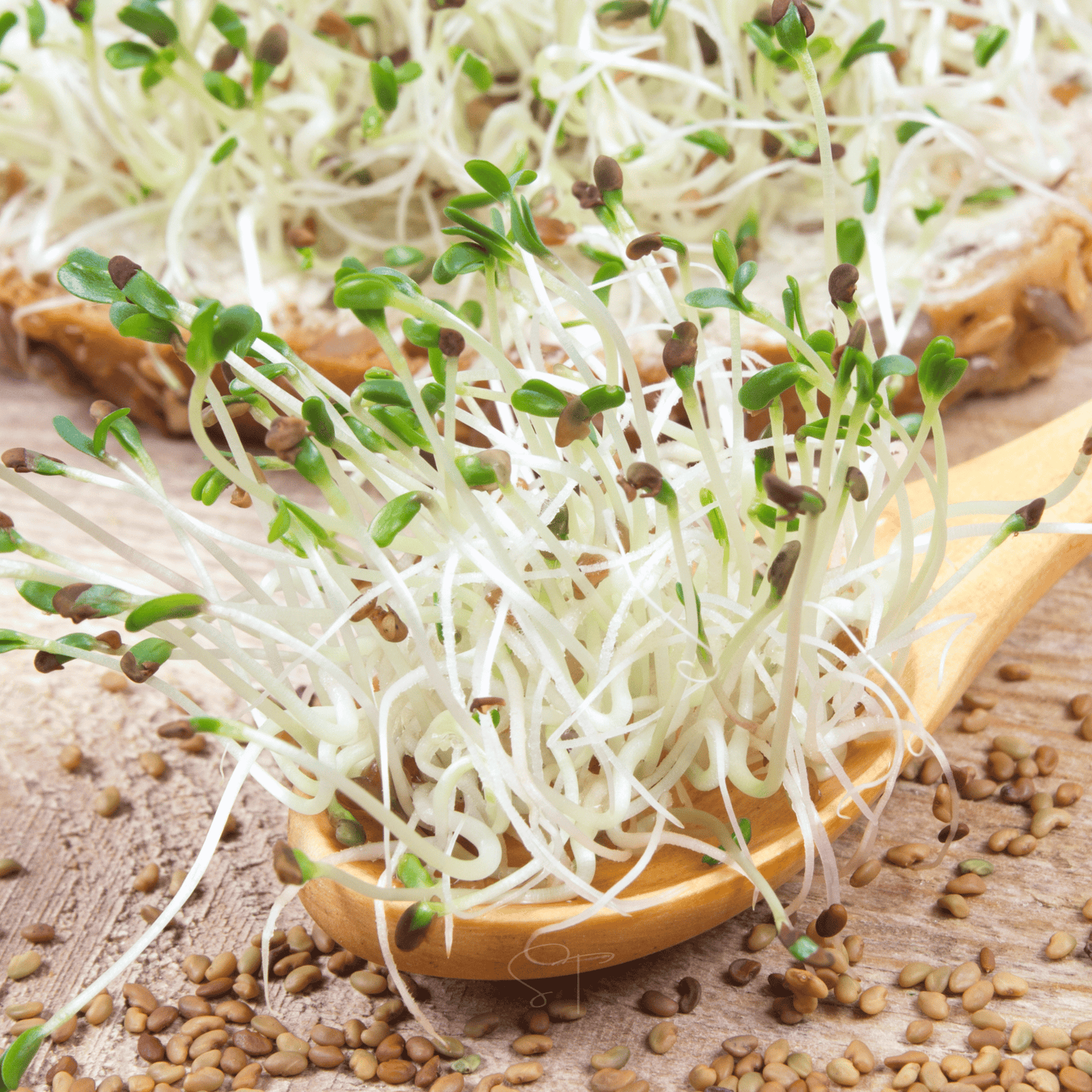 Alfalfa Sprout ā 500 Seeds