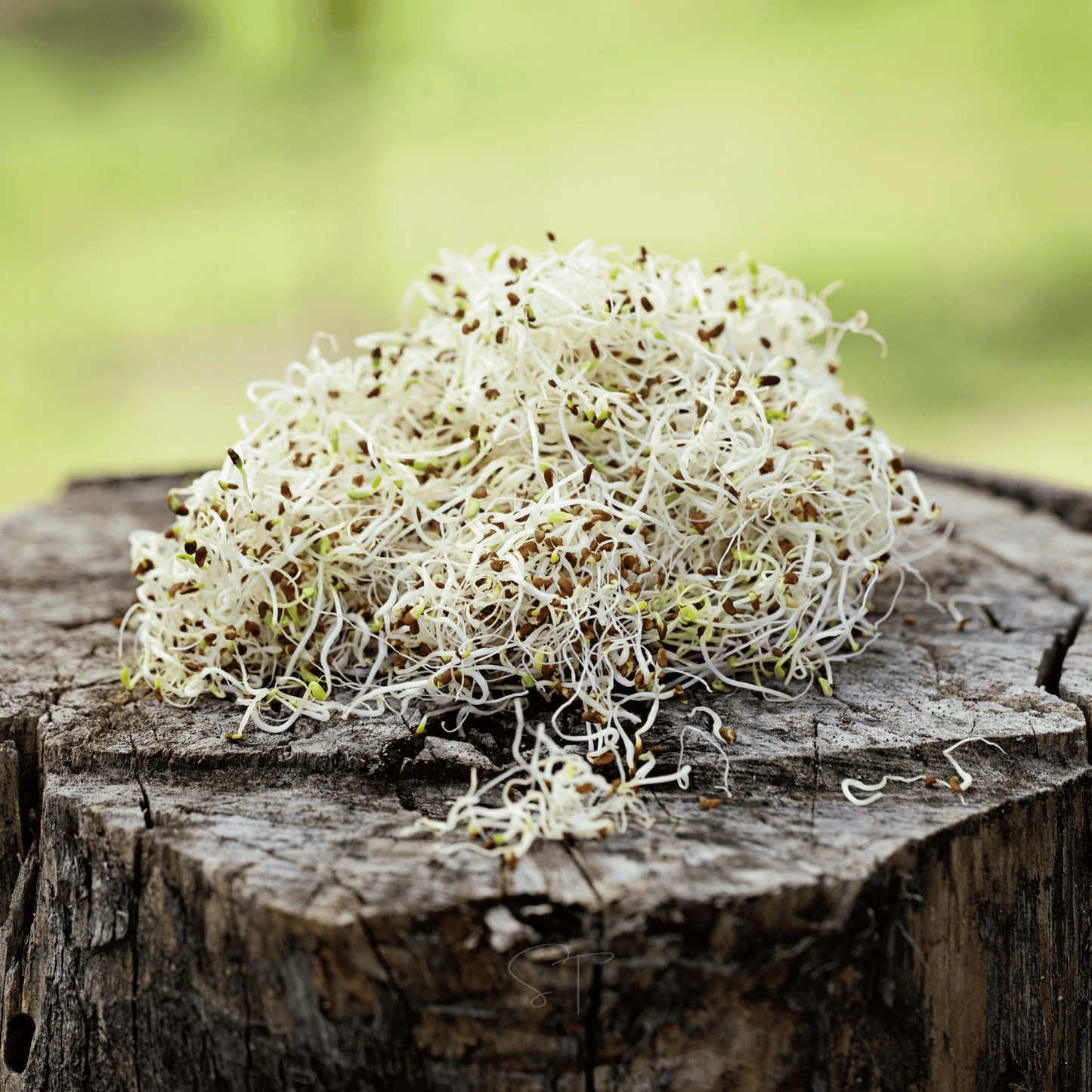Alfalfa Sprout ā 500 Seeds
