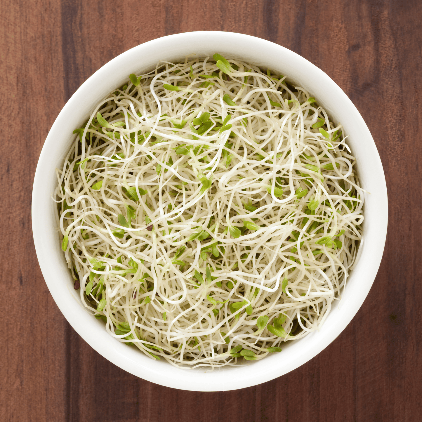 Alfalfa Sprout ā 500 Seeds