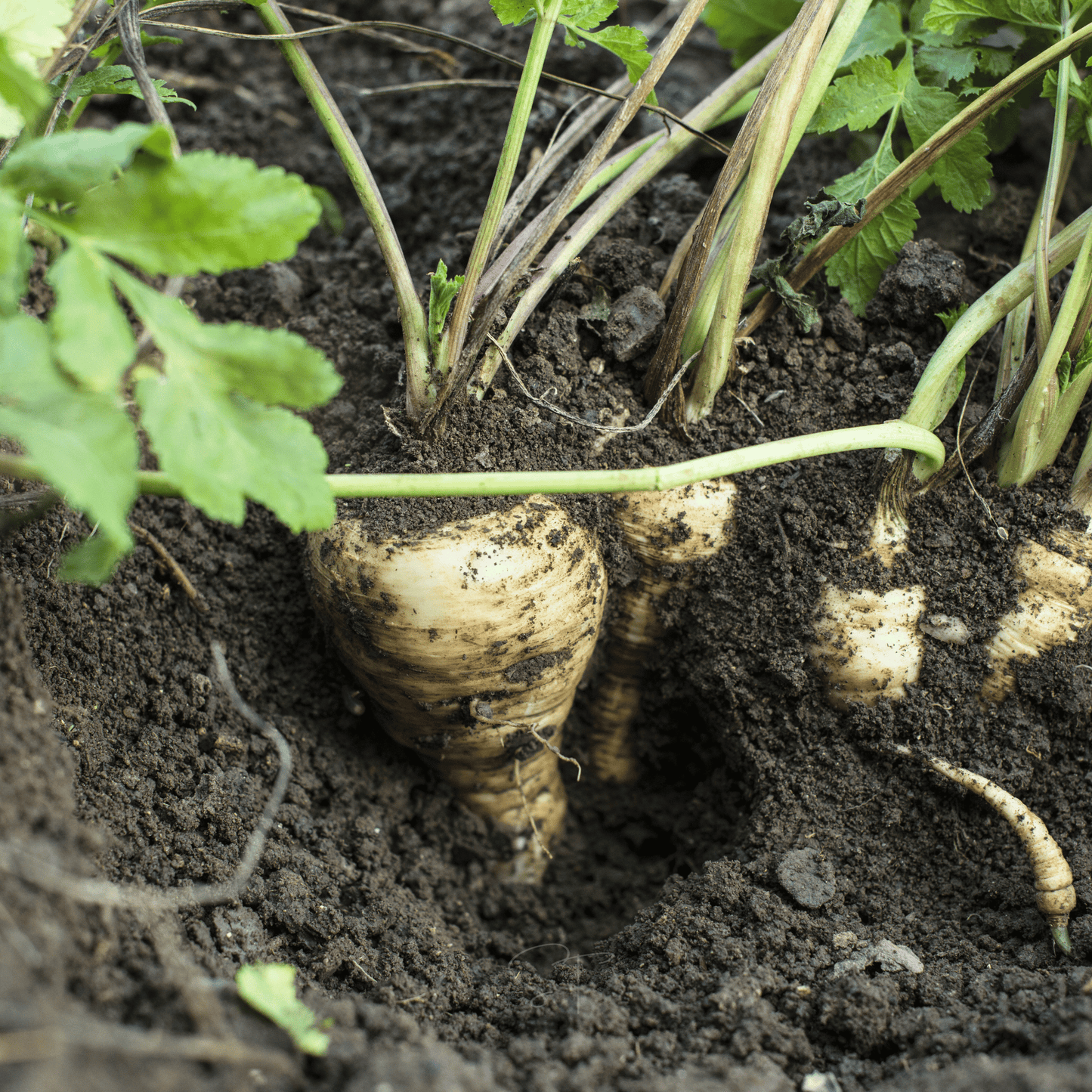 All American Parsnip ā 100 Seeds