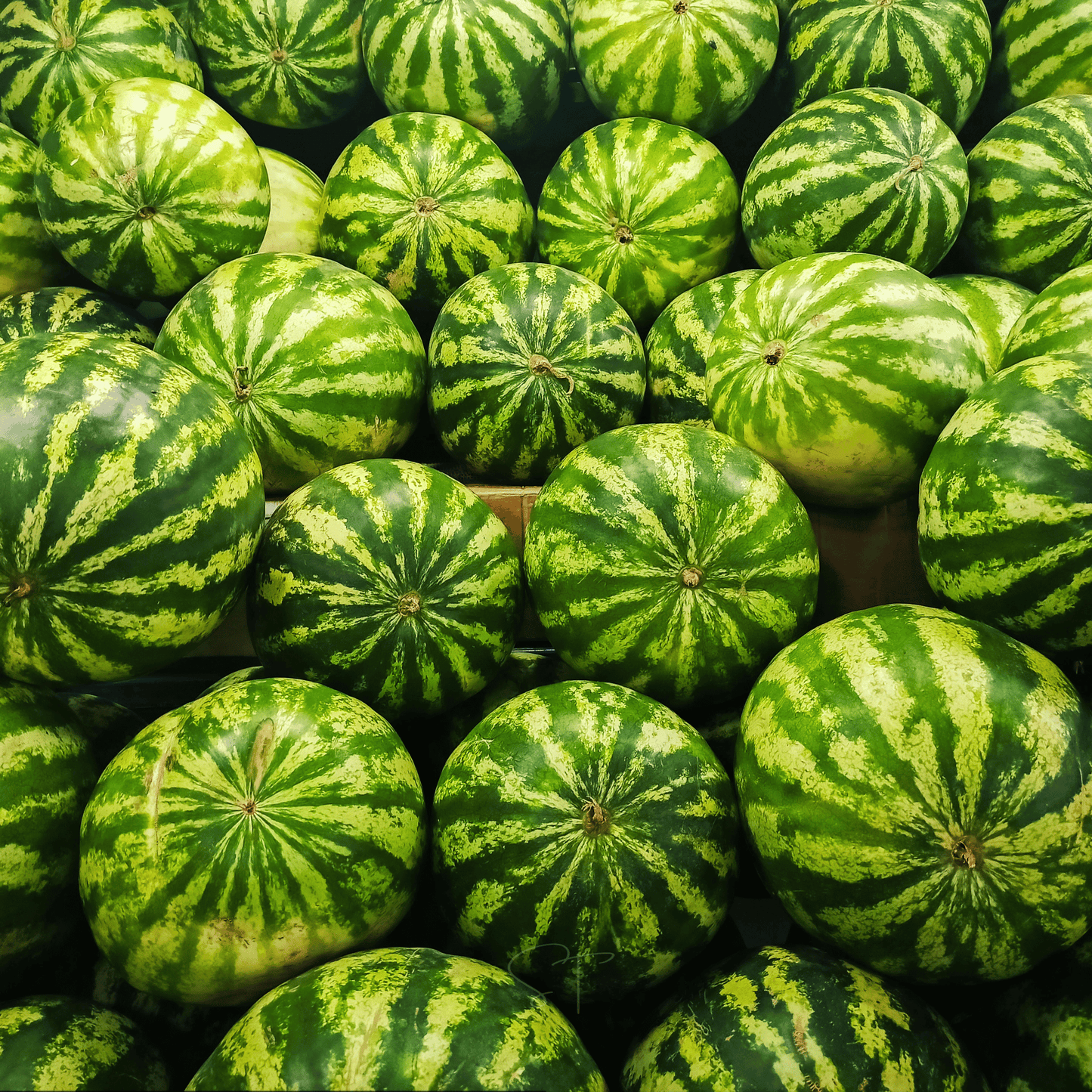 All Sweet Watermelon ā 25 Seeds