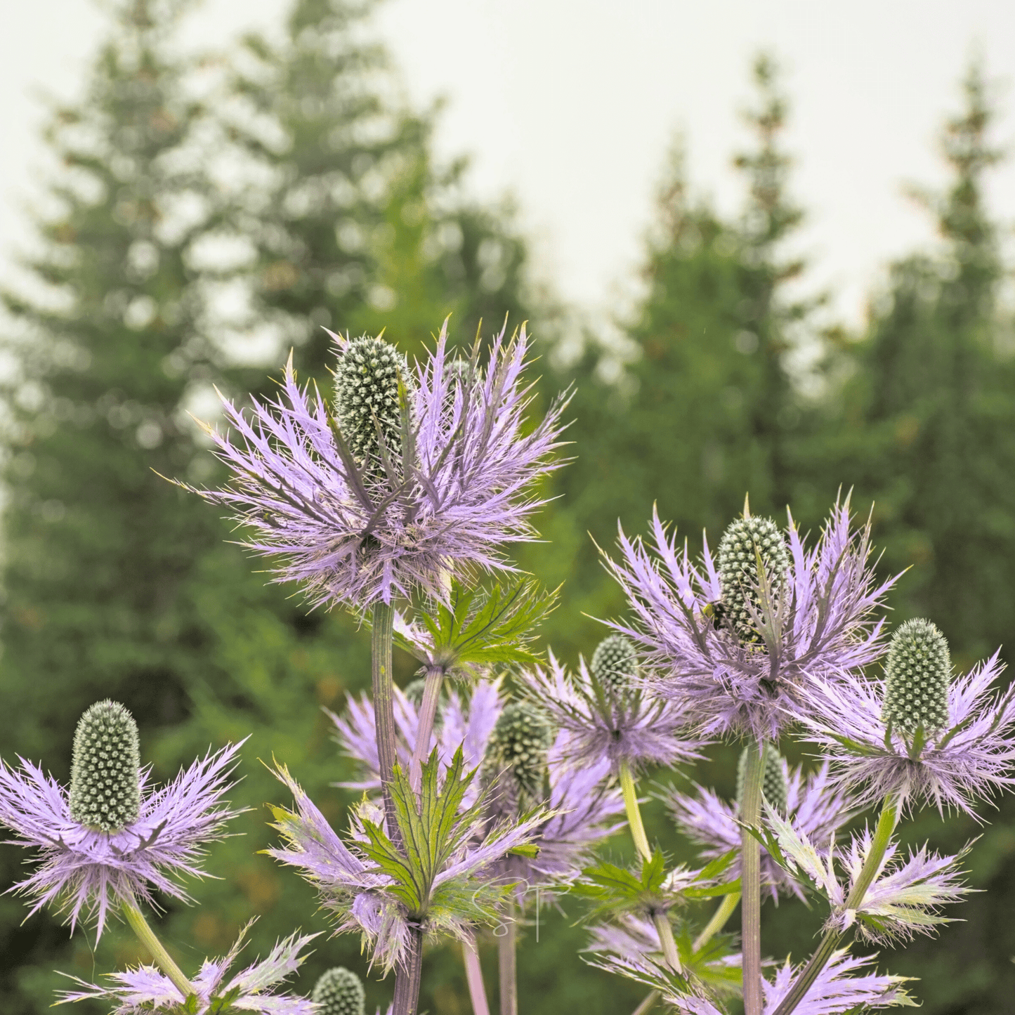 Alpine Sea Holly ā 25 Seeds