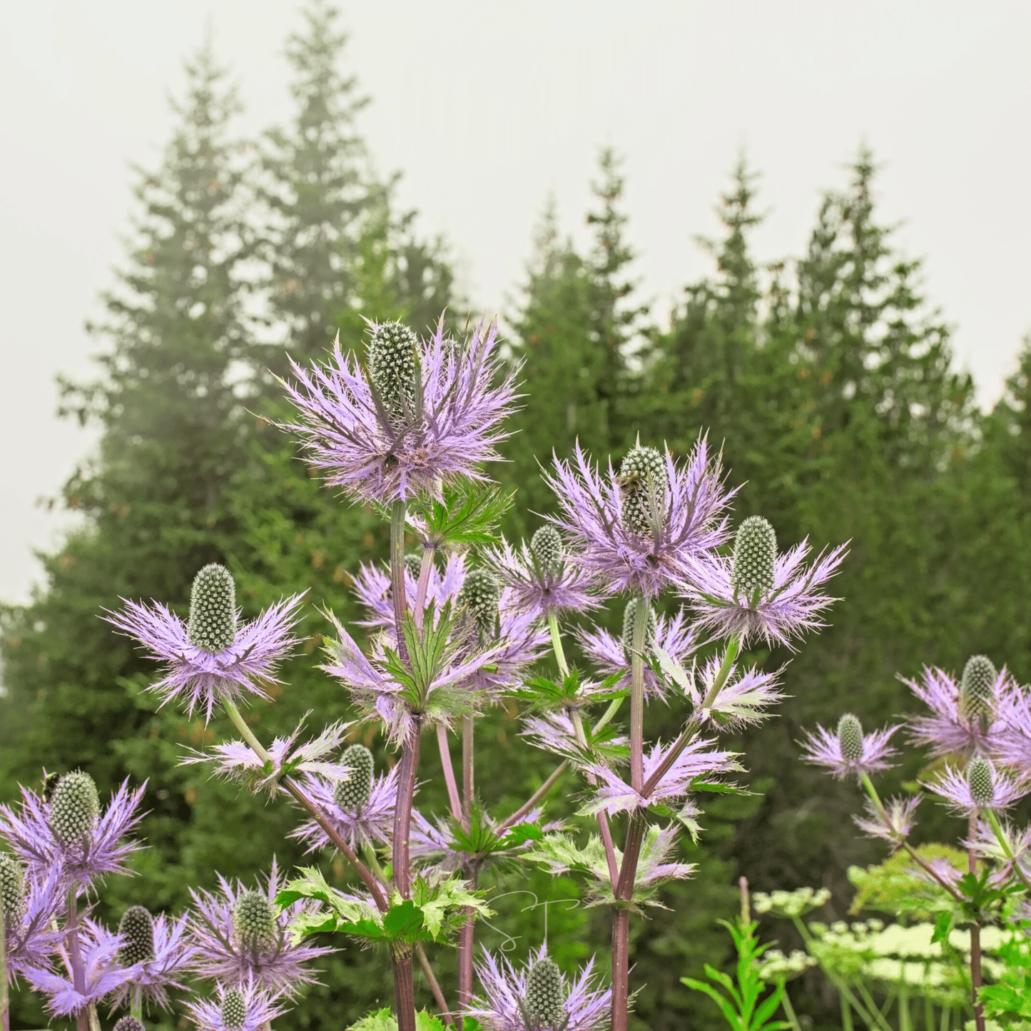 Alpine Sea Holly ā 25 Seeds