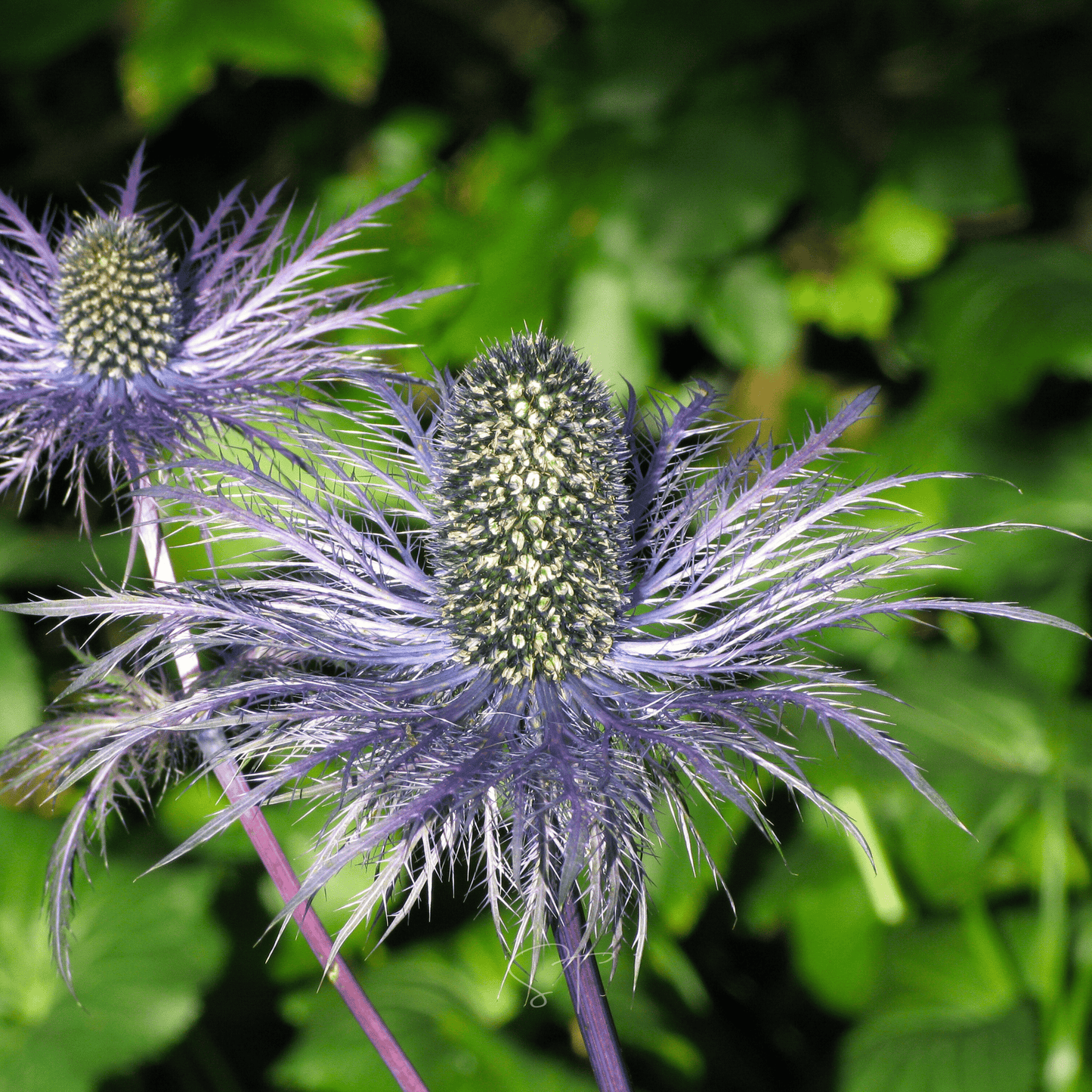 Alpine Sea Holly ā 25 Seeds