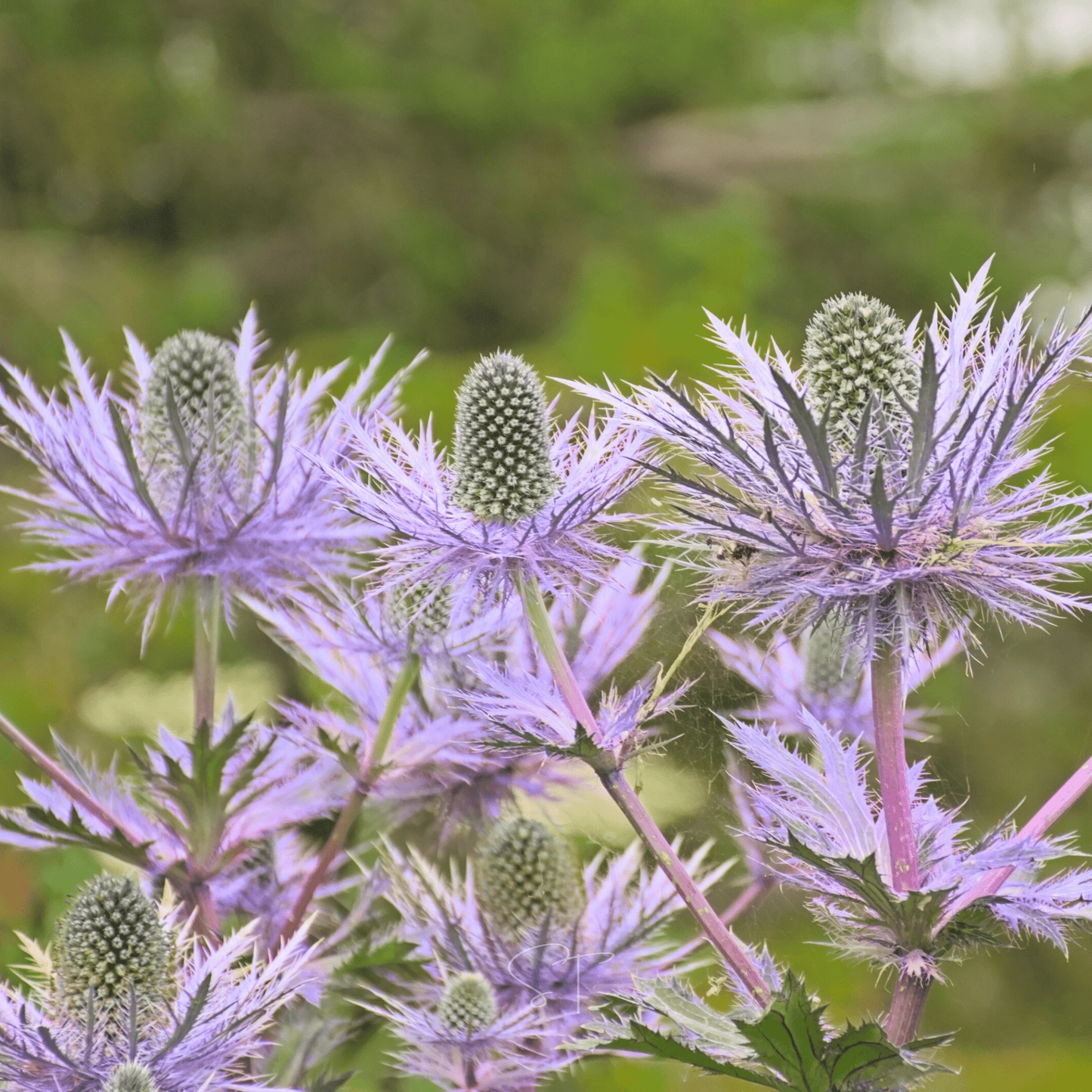 Alpine Sea Holly ā 25 Seeds