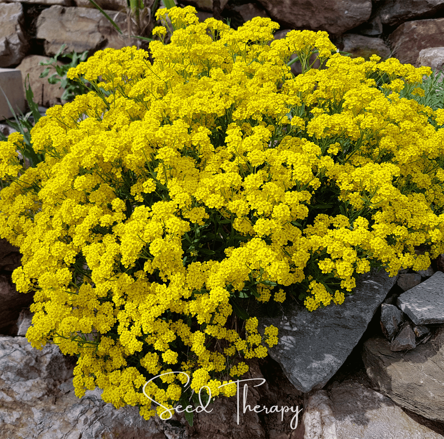 Basket of Gold Alyssum ā 100 Seeds